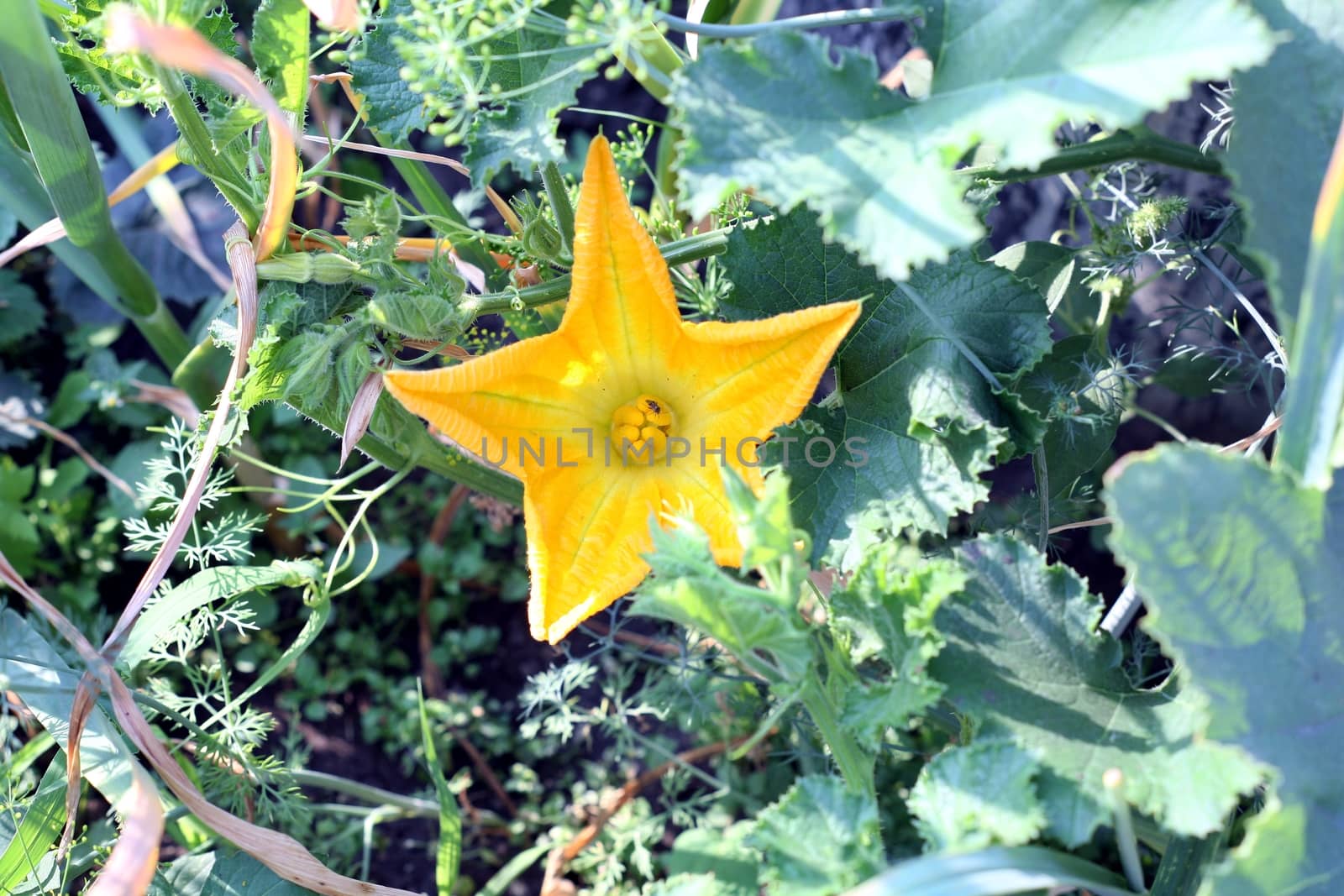 close up Flower of a pumpkin, pumpkin flower