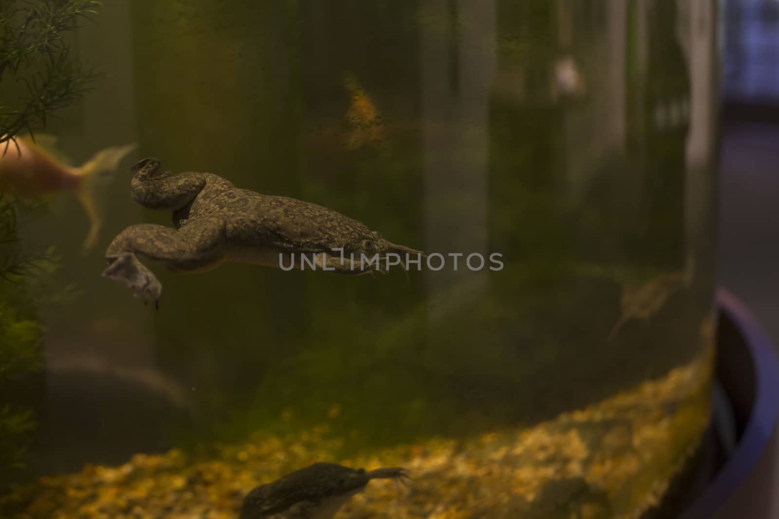 African clawed frog (Xenopus laevis) swimming in a tank