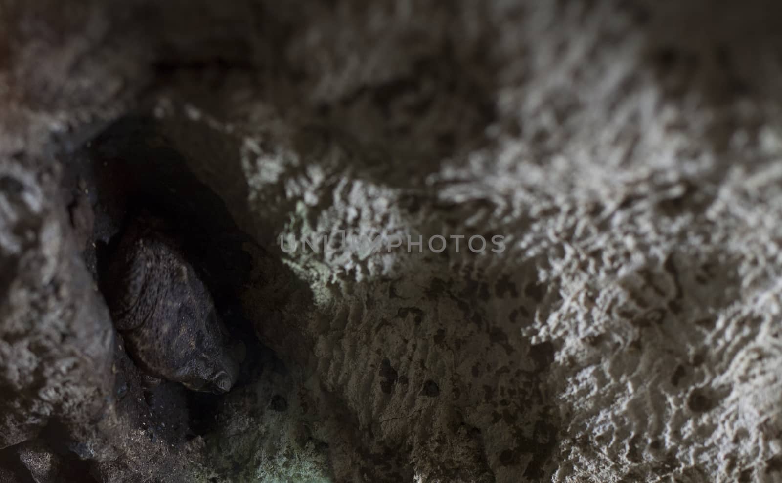 American toad hidden in a rock