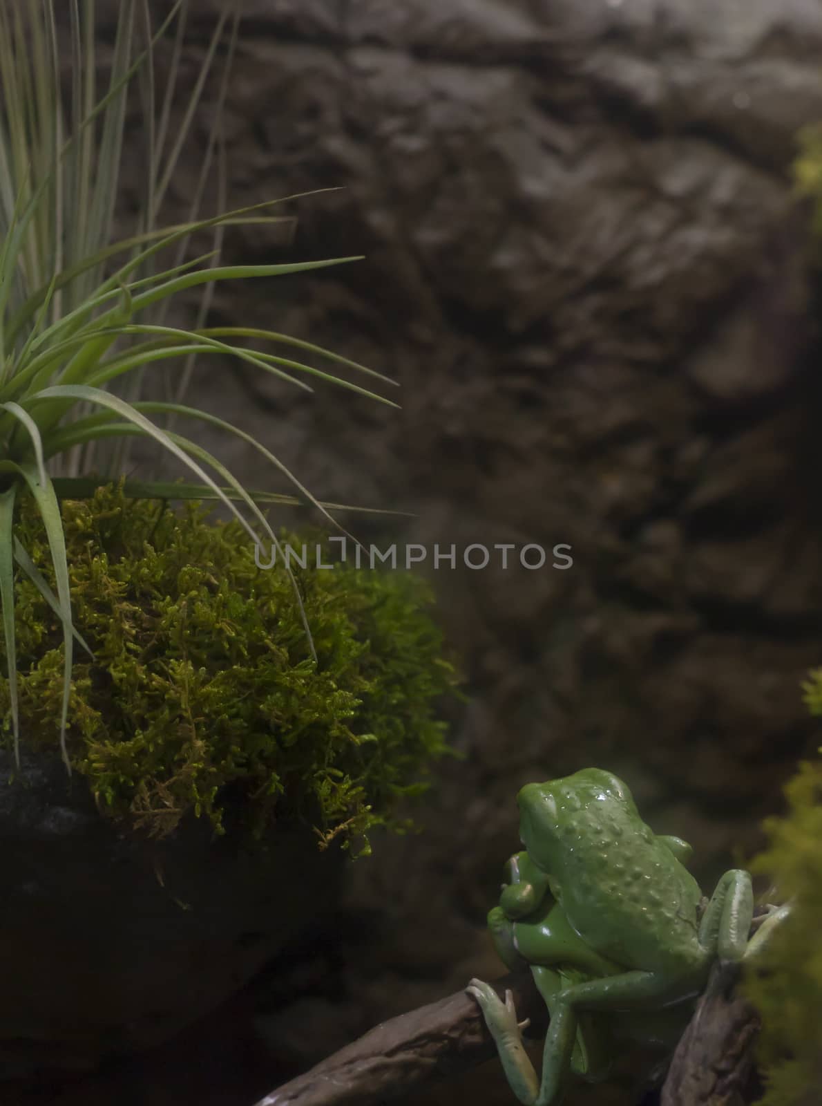 Waxy monkey tree frog (Phyllomedusa sauvagii) perched on a branch