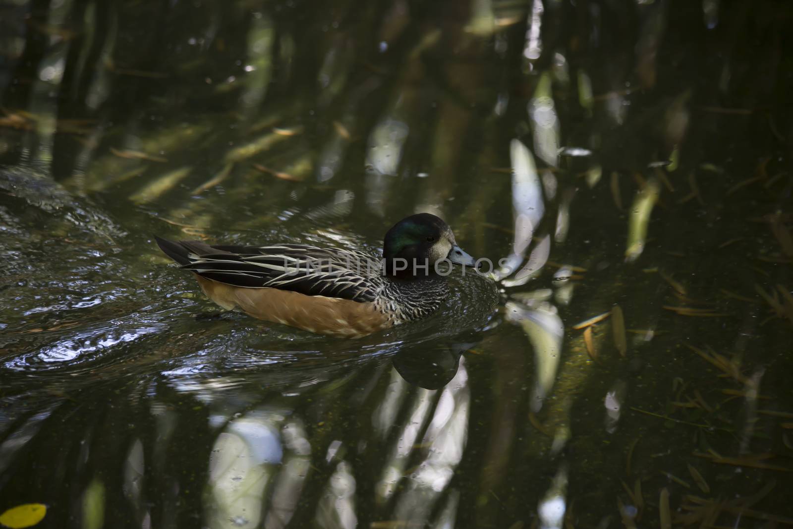 American widgeon duck (Anas americana) swimming