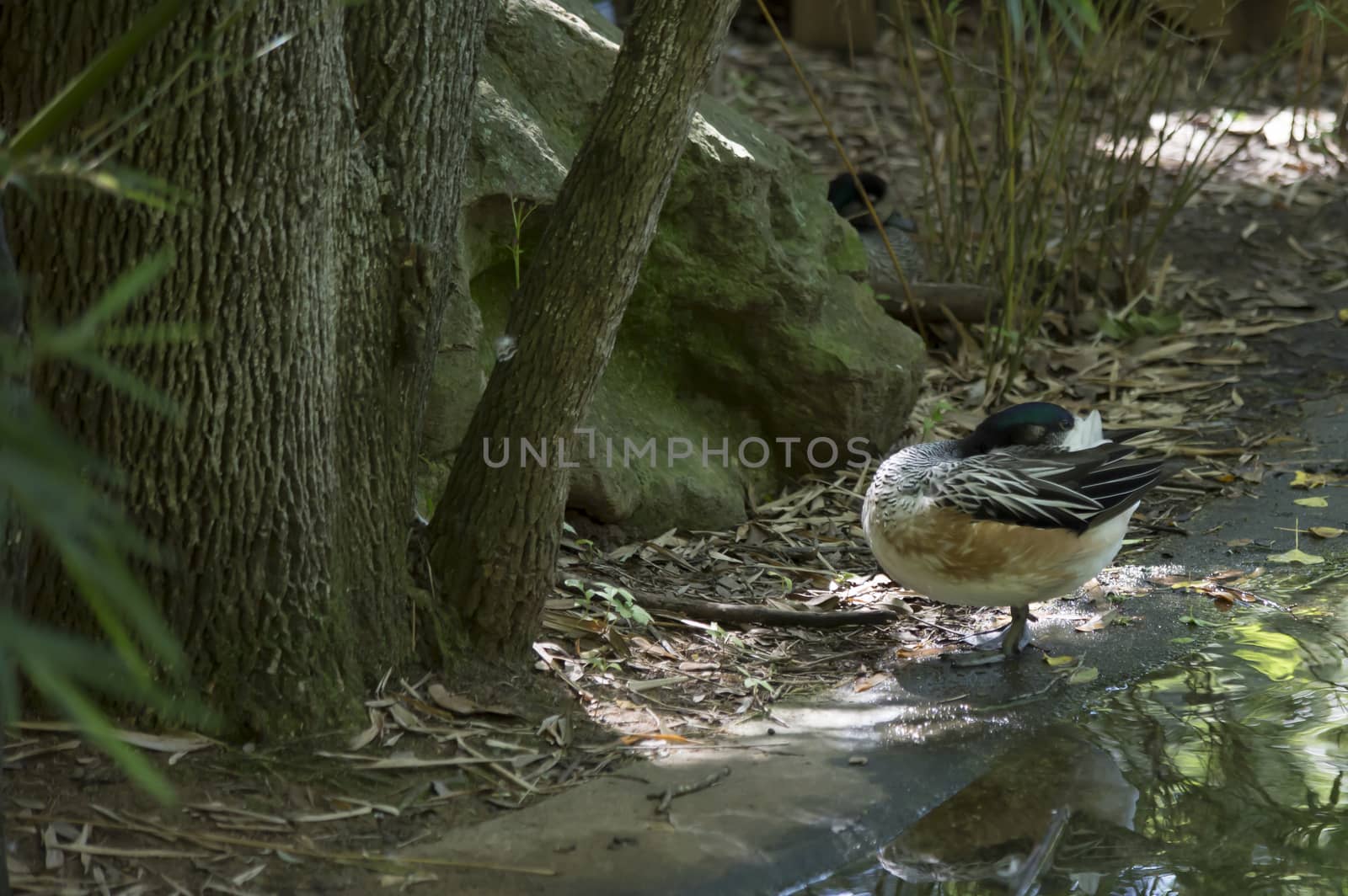 American widgeon duck  (Anas americana) on pond bank