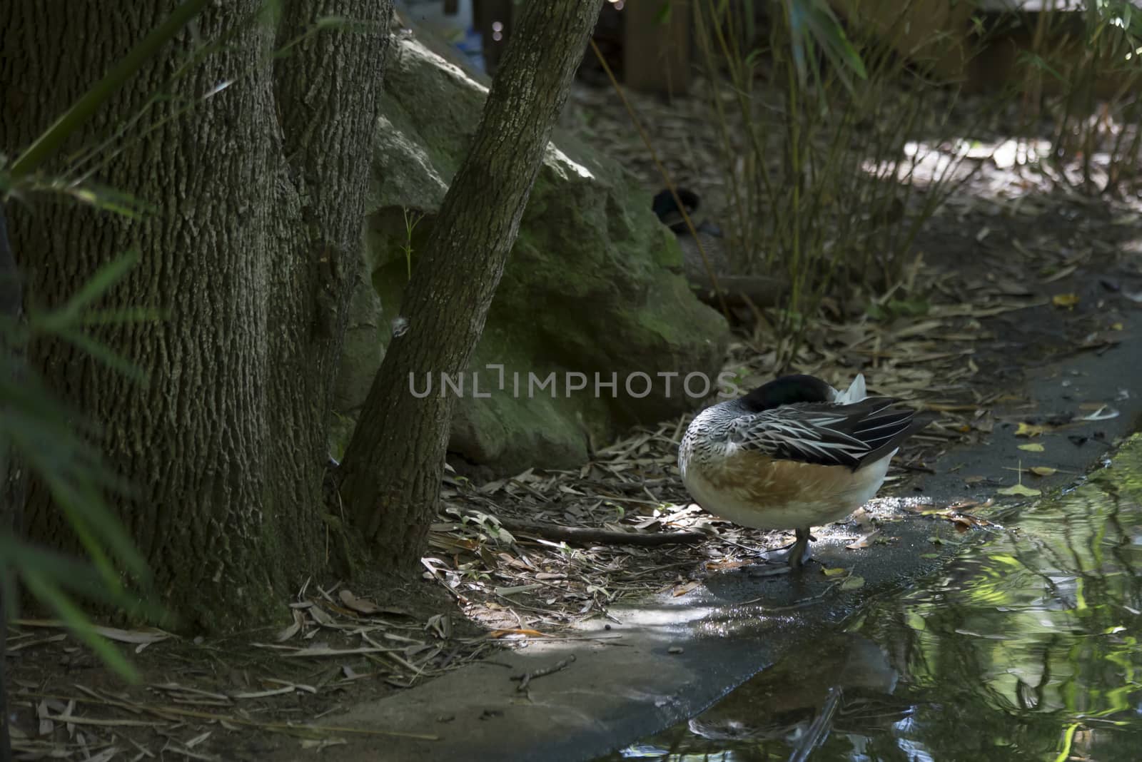 American widgeon duck  (Anas americana) on pond bank