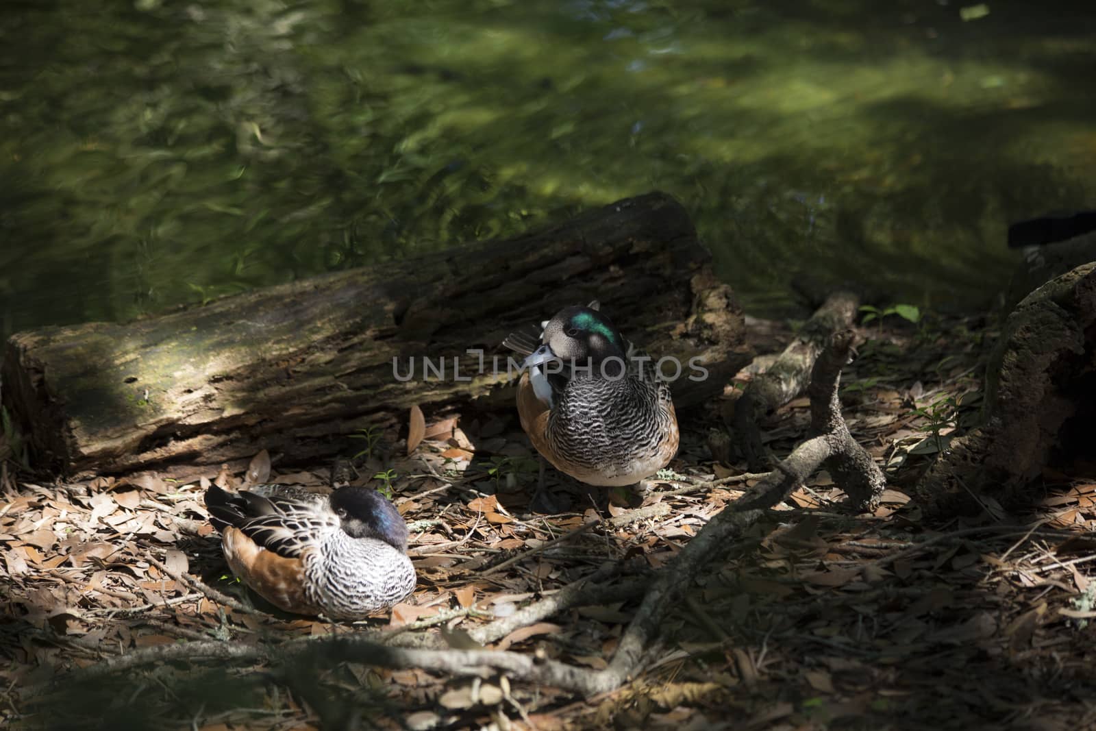 American widgeon ducks (Anas americana)