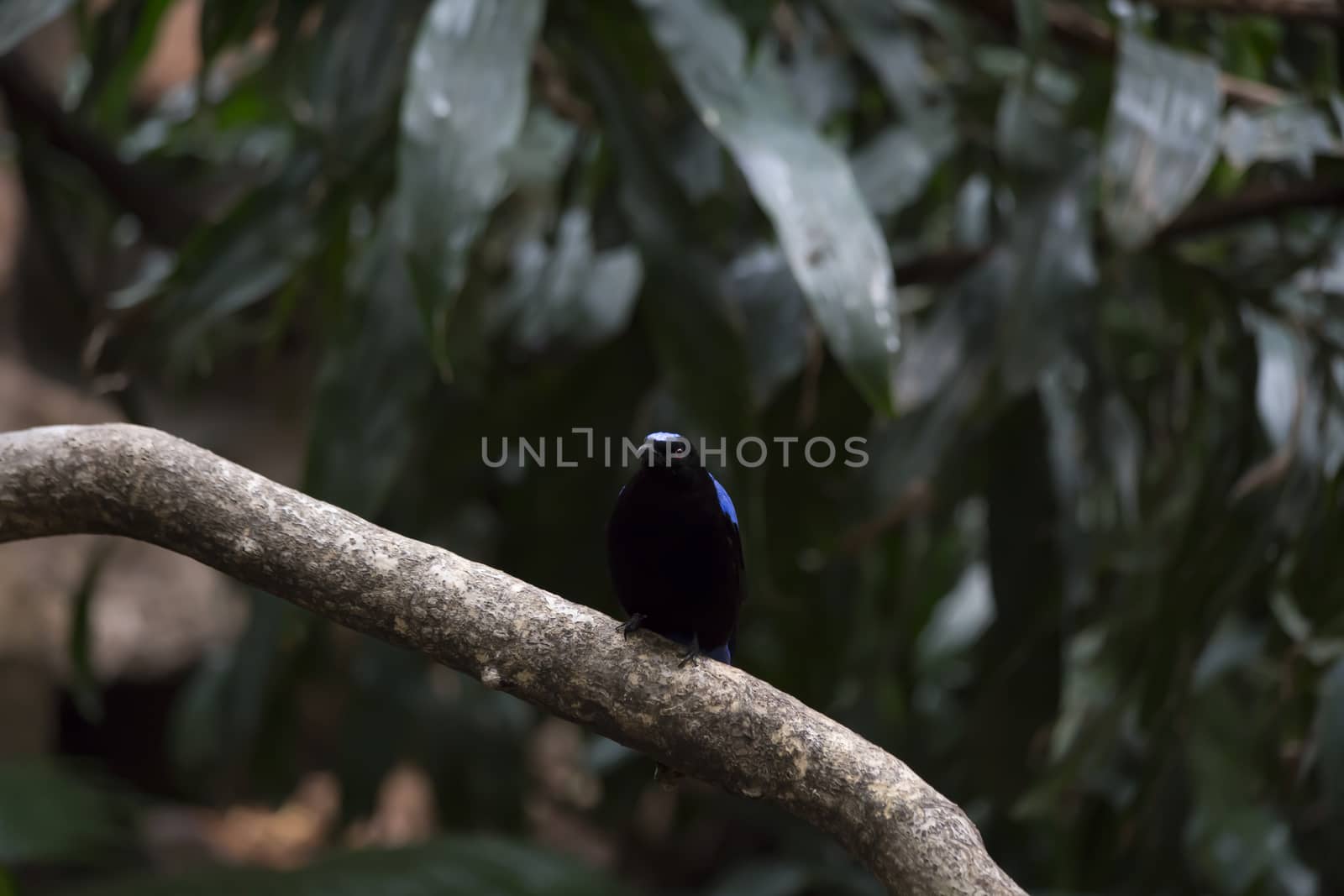 Asian fairy bluebird (Irena puella)