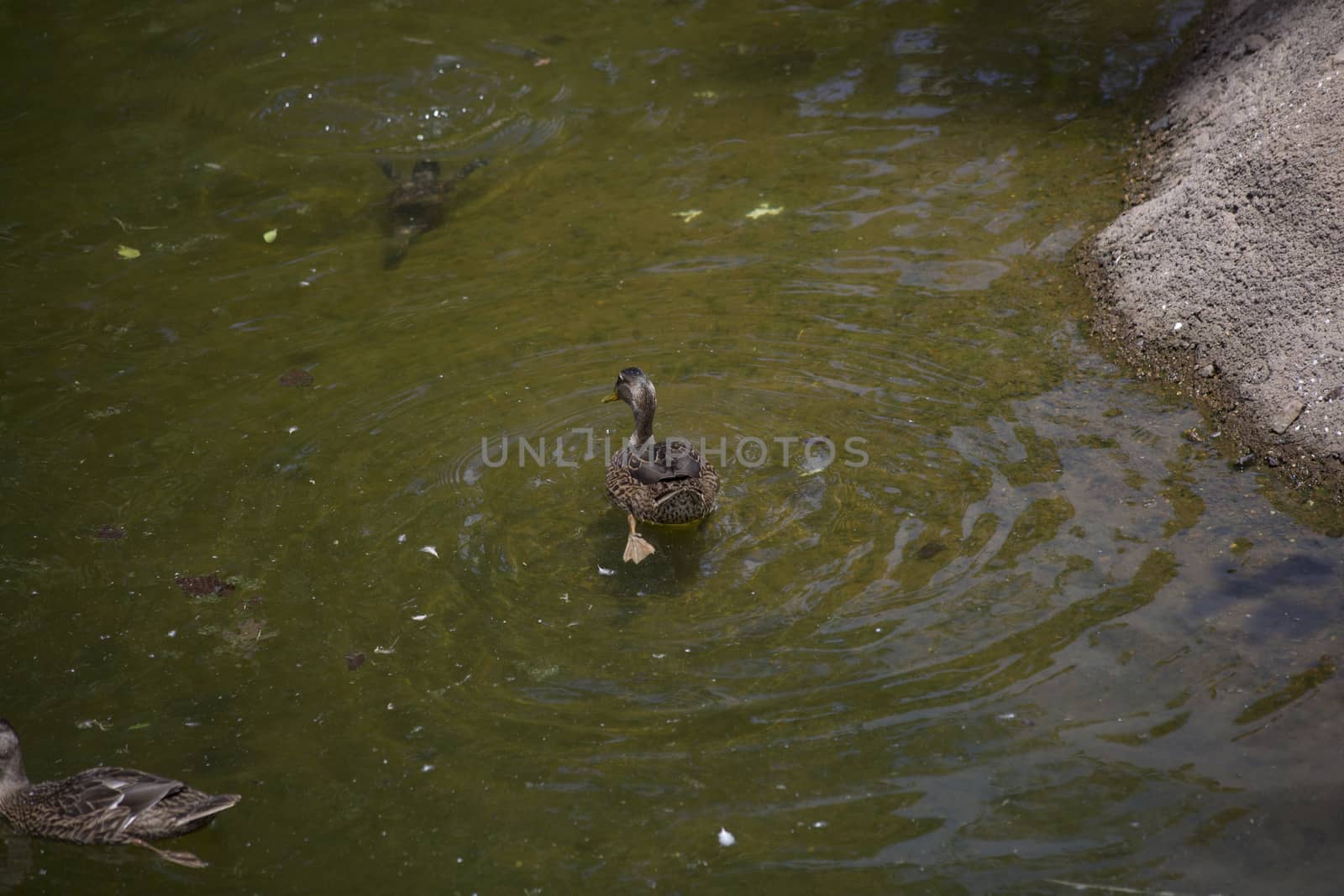 American black duck hen (Anas rubripes)