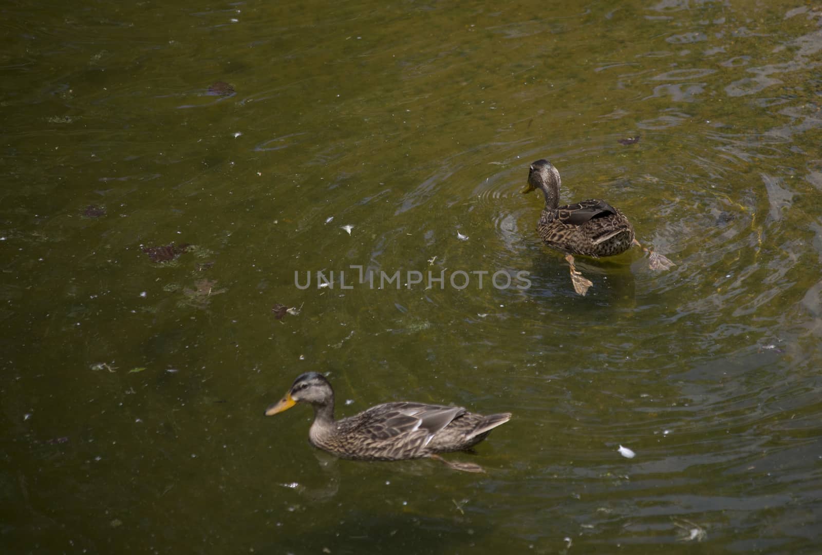 American black duck hens (Anas rubripes) diving for food