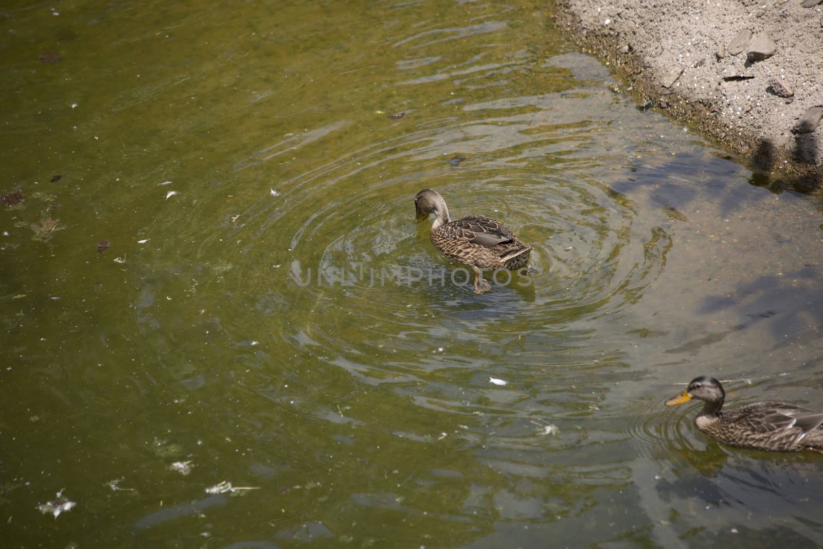 American black duck hens (Anas rubripes) diving for food