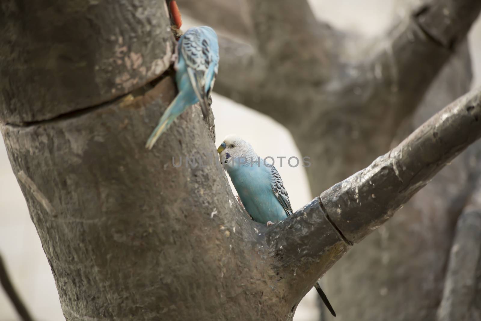 Budgies in a Tree by tornado98