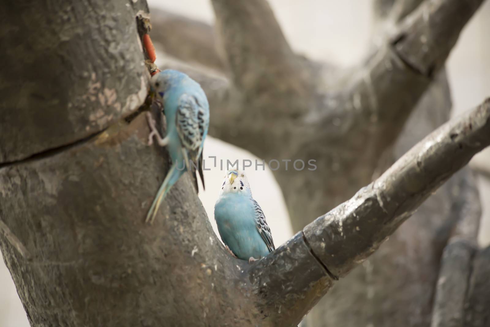 Budgies in a Tree by tornado98