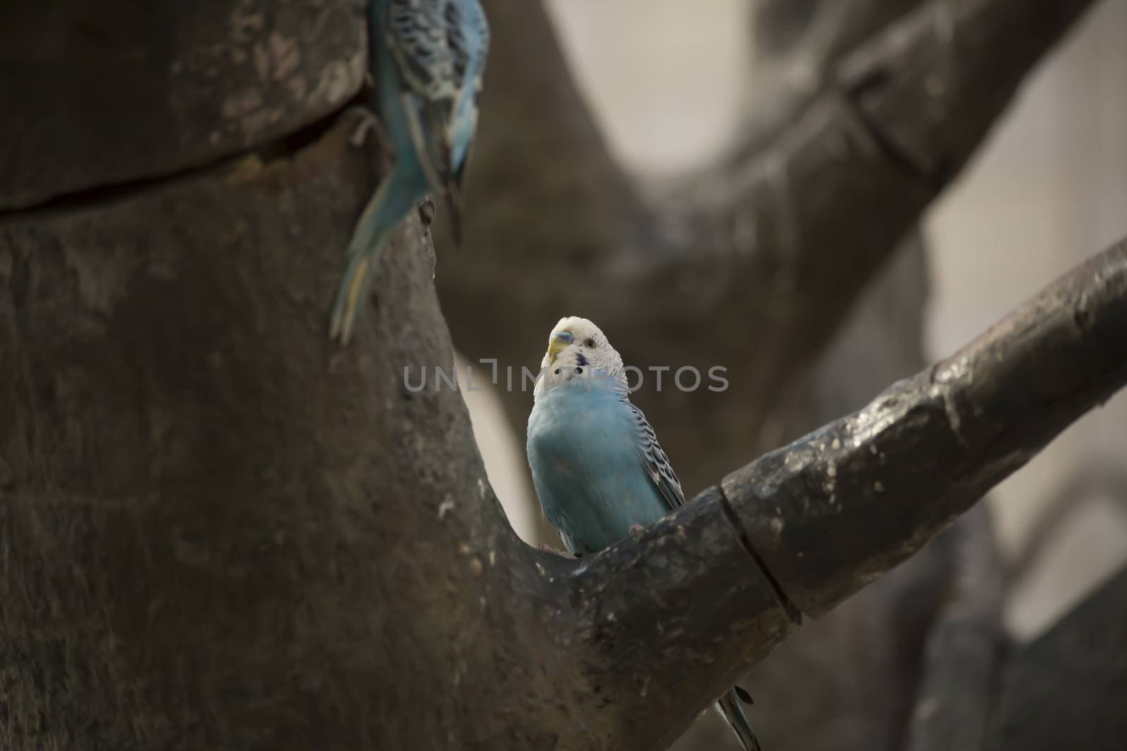 Budgies in a Tree by tornado98