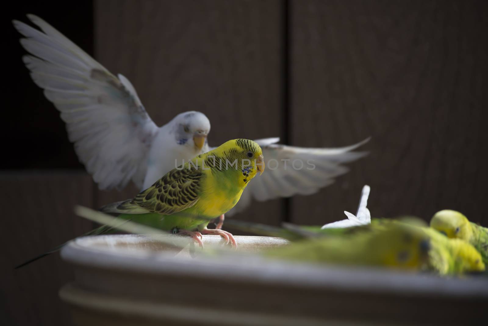 Budgie feeding among a flock