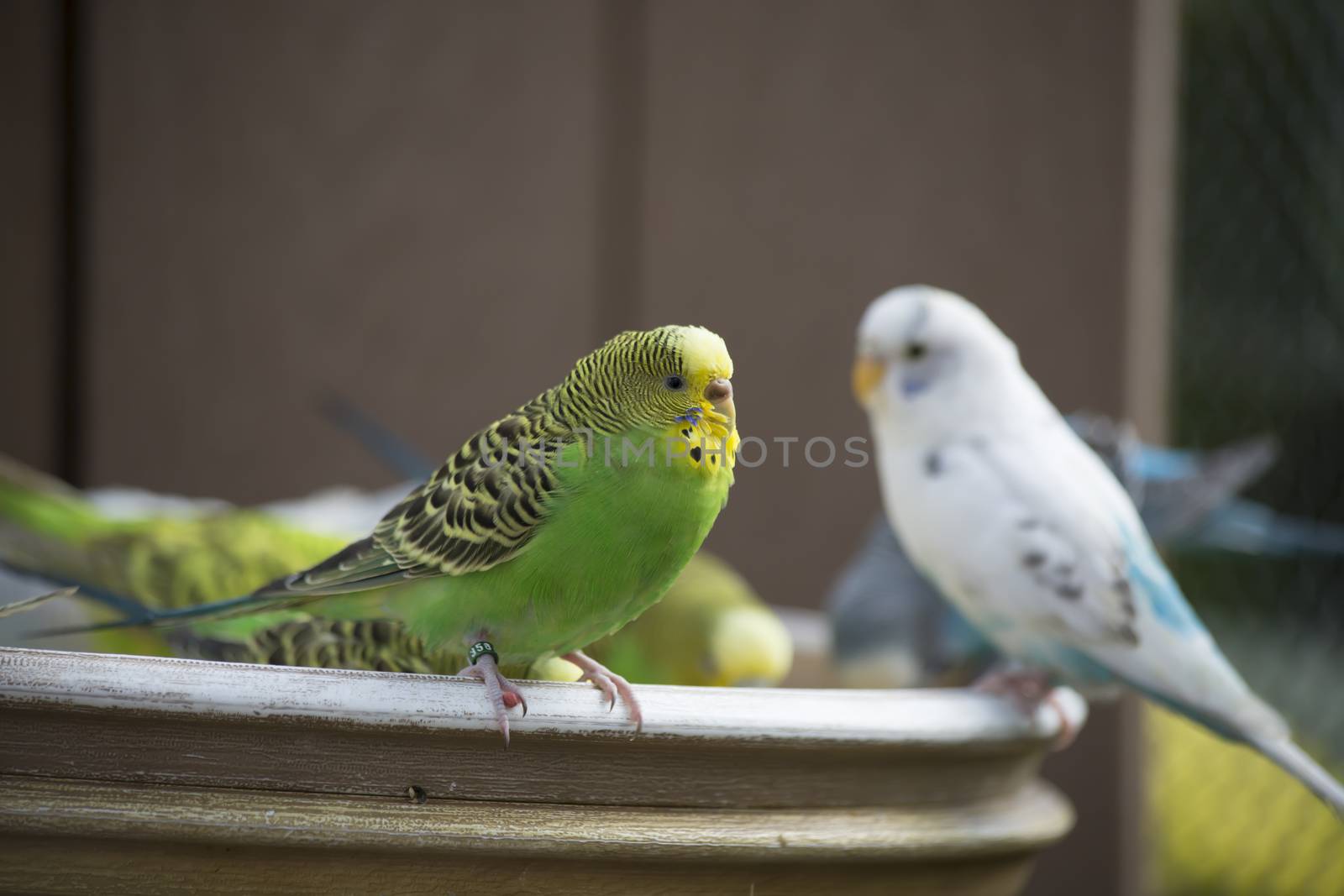 Budgie feeding among a flock