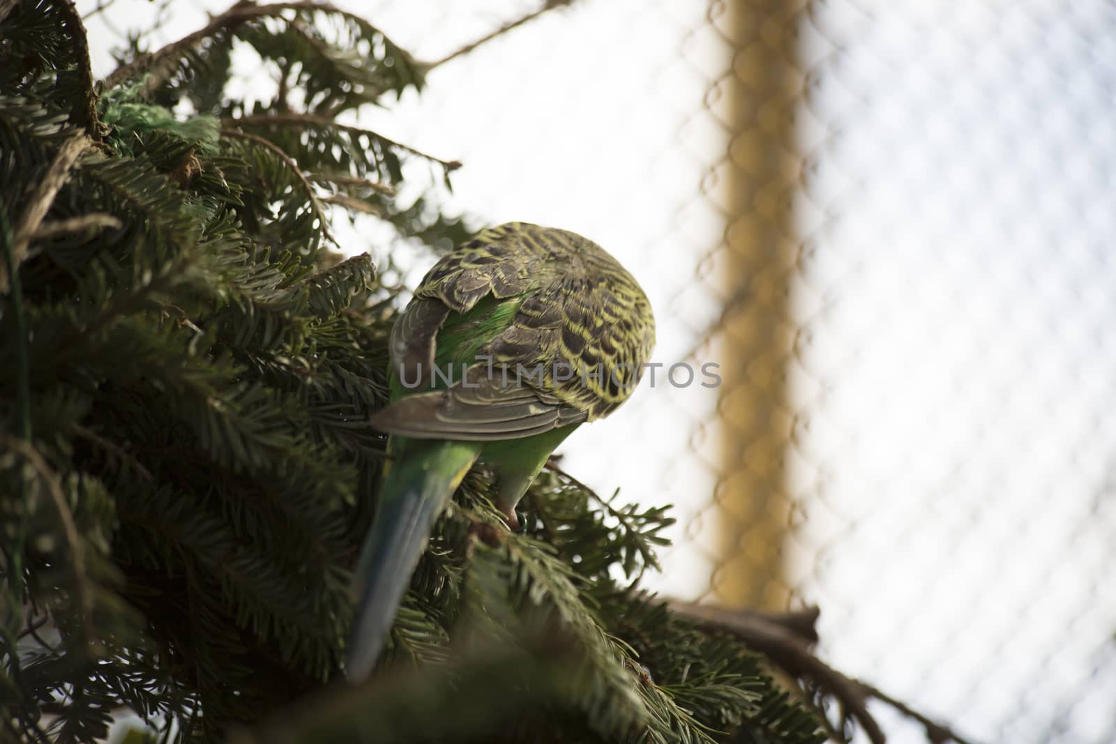 Small parakeet on foliage