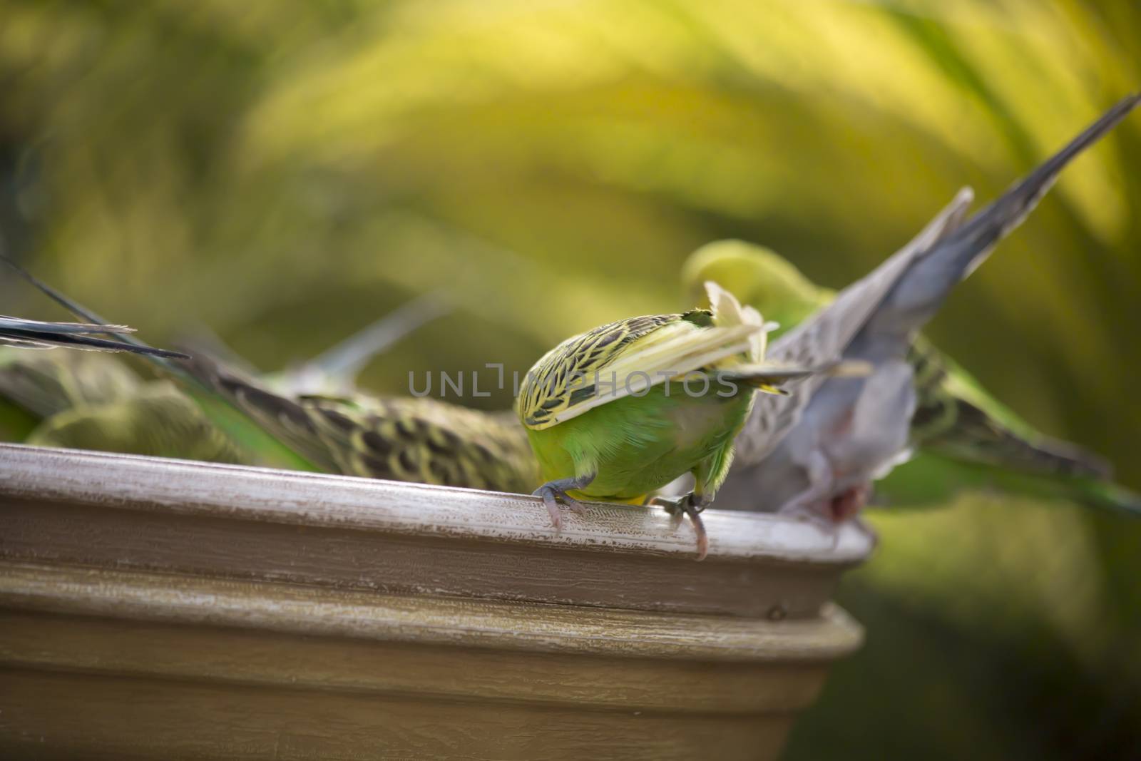 Flock of budgies at a feeder