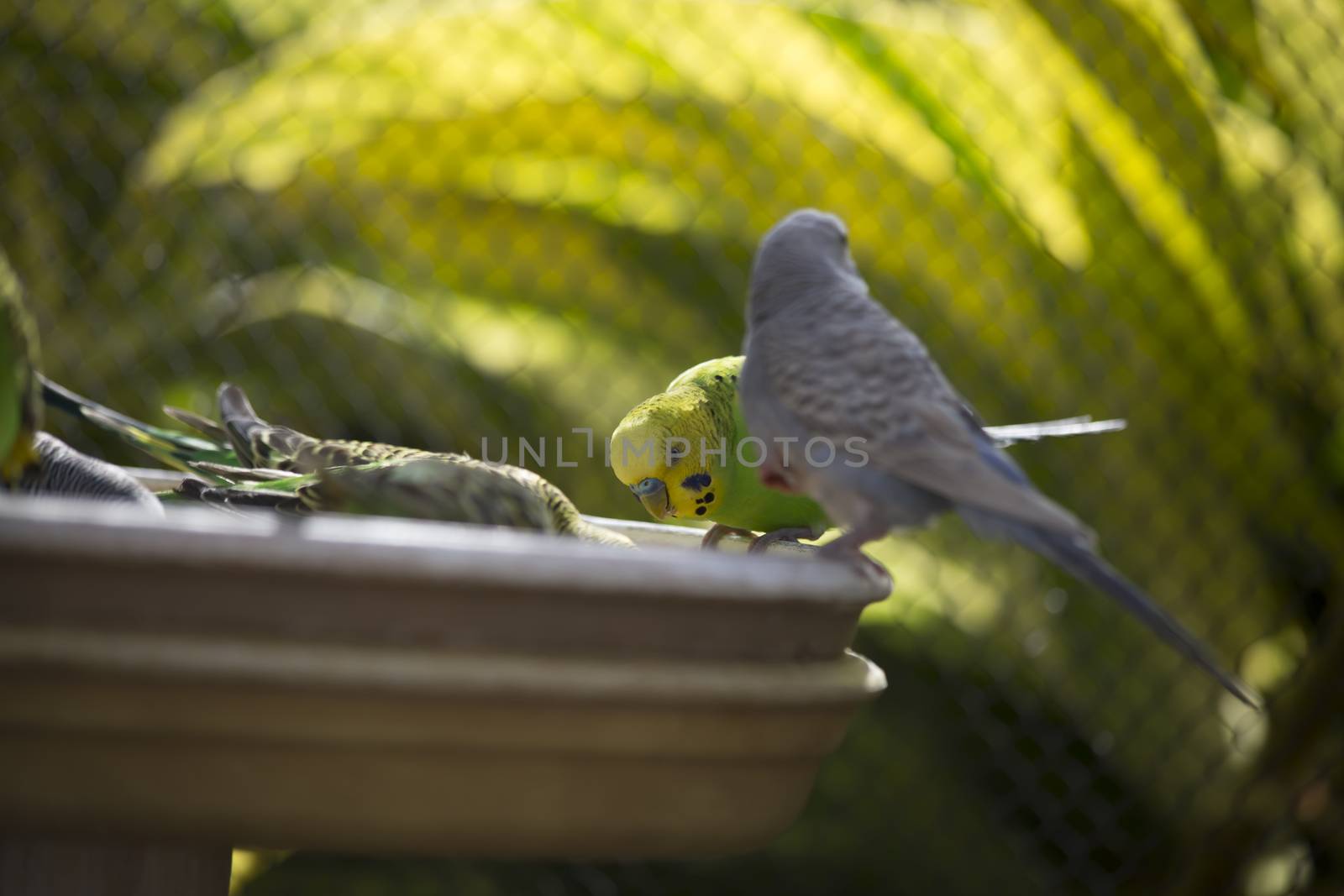 Flock of budgies at a feeder