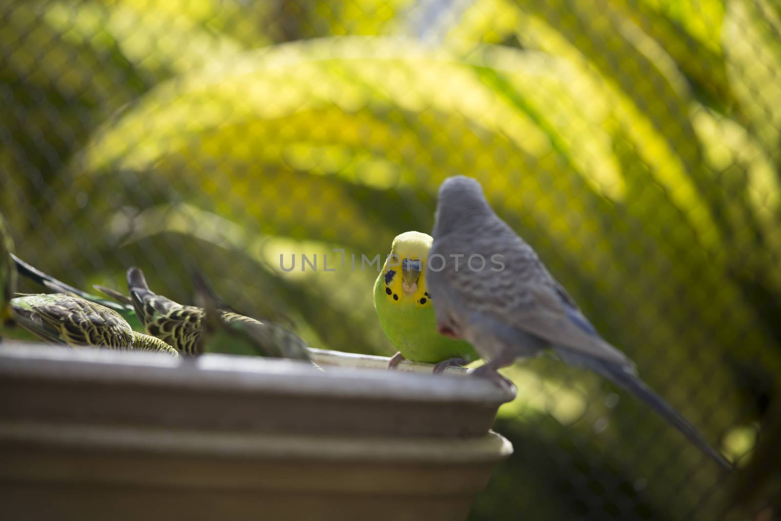 Budgies Feeding by tornado98