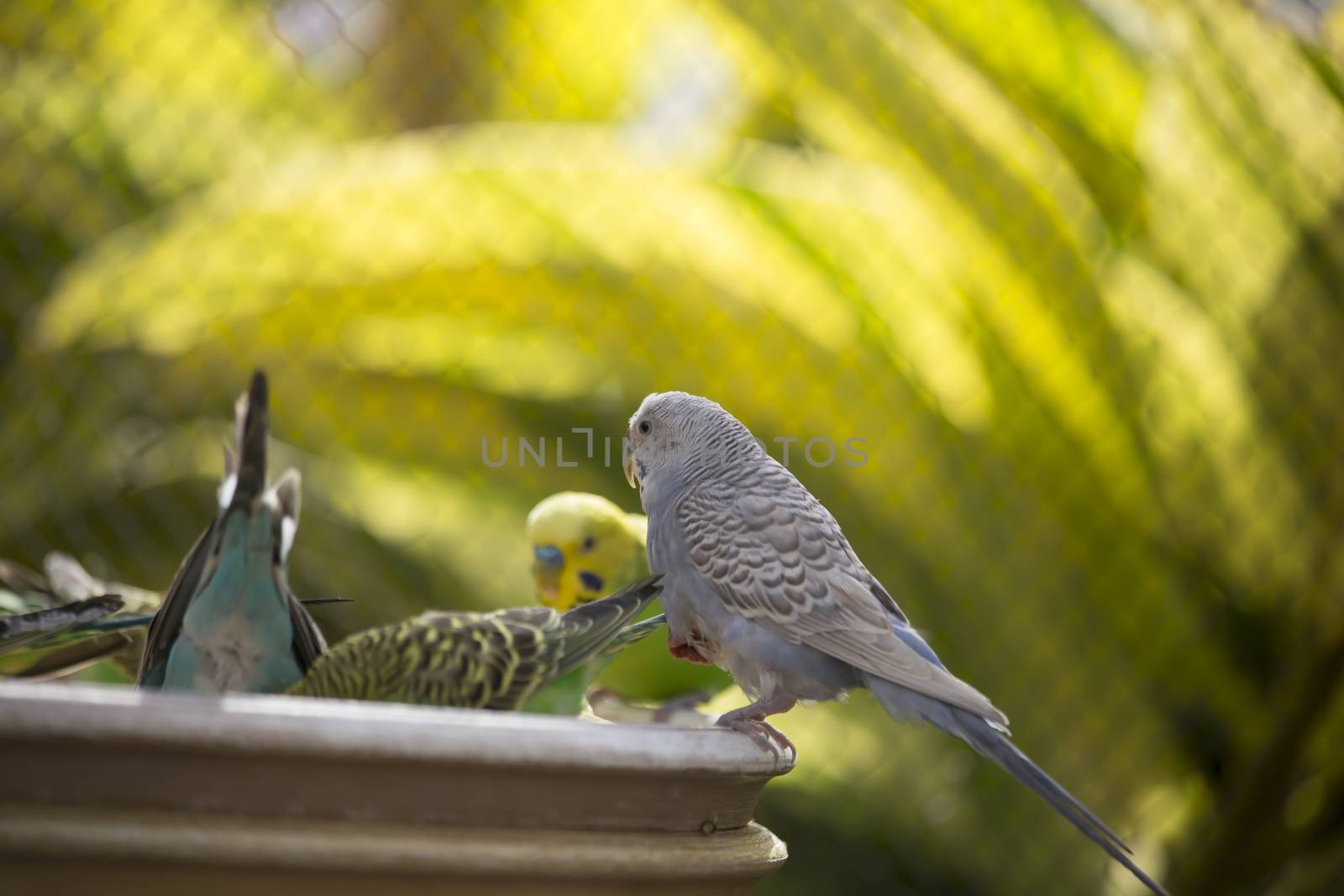 Flock of budgies at a feeder