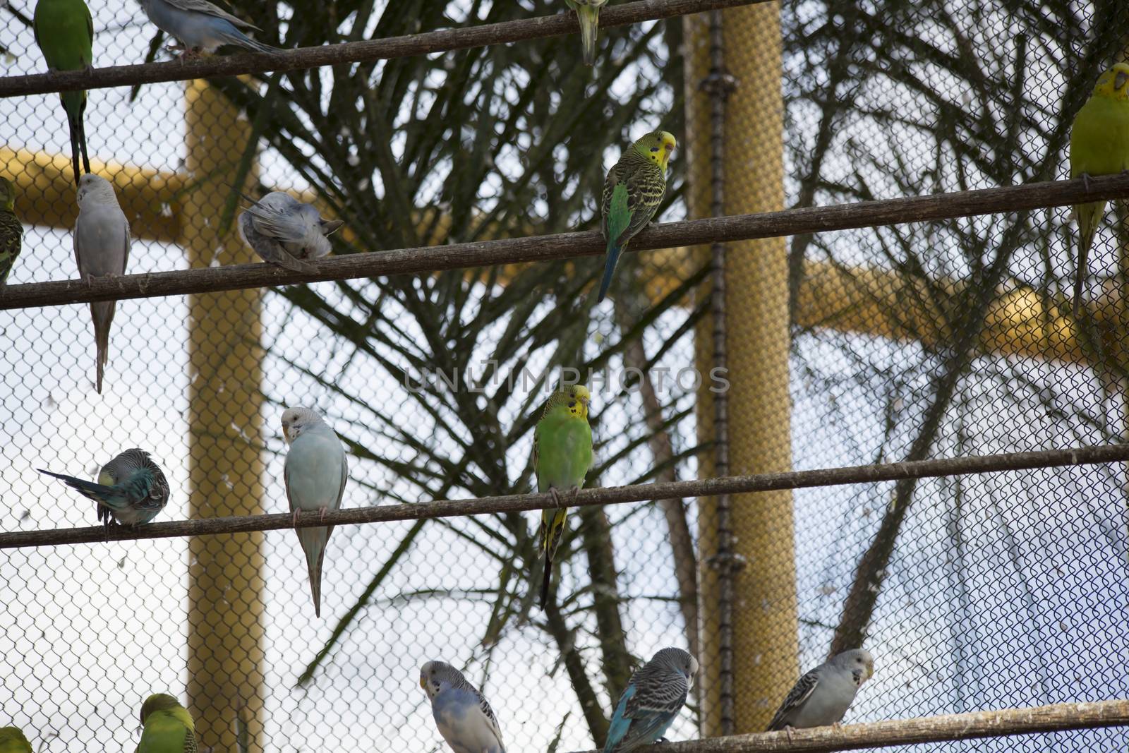 Multicolored budgie birds