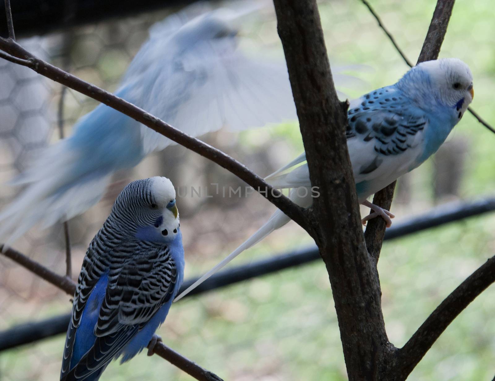 Budgies on branches