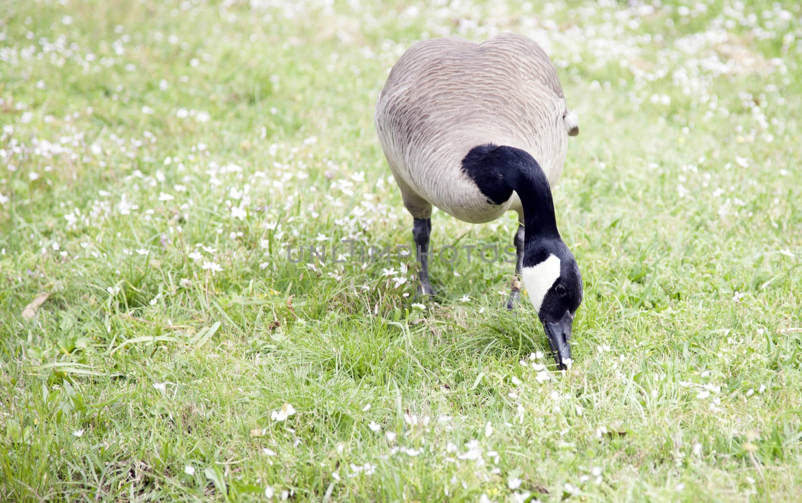 Canada goose foraging for food