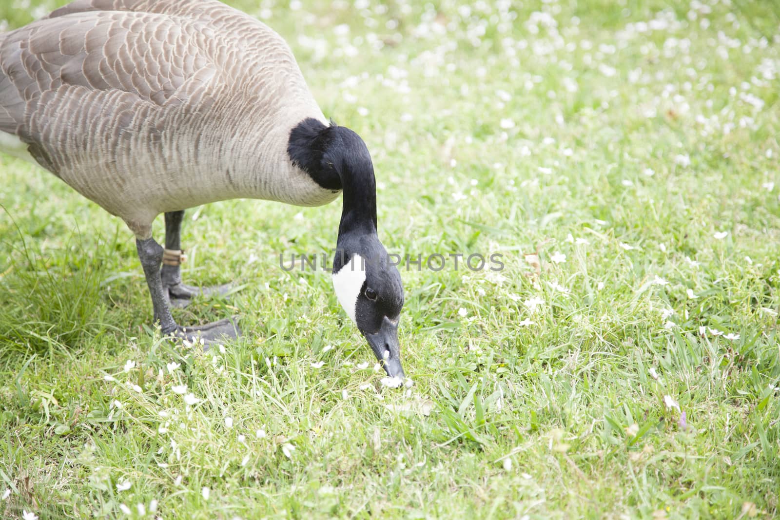 Canada goose foraging for food
