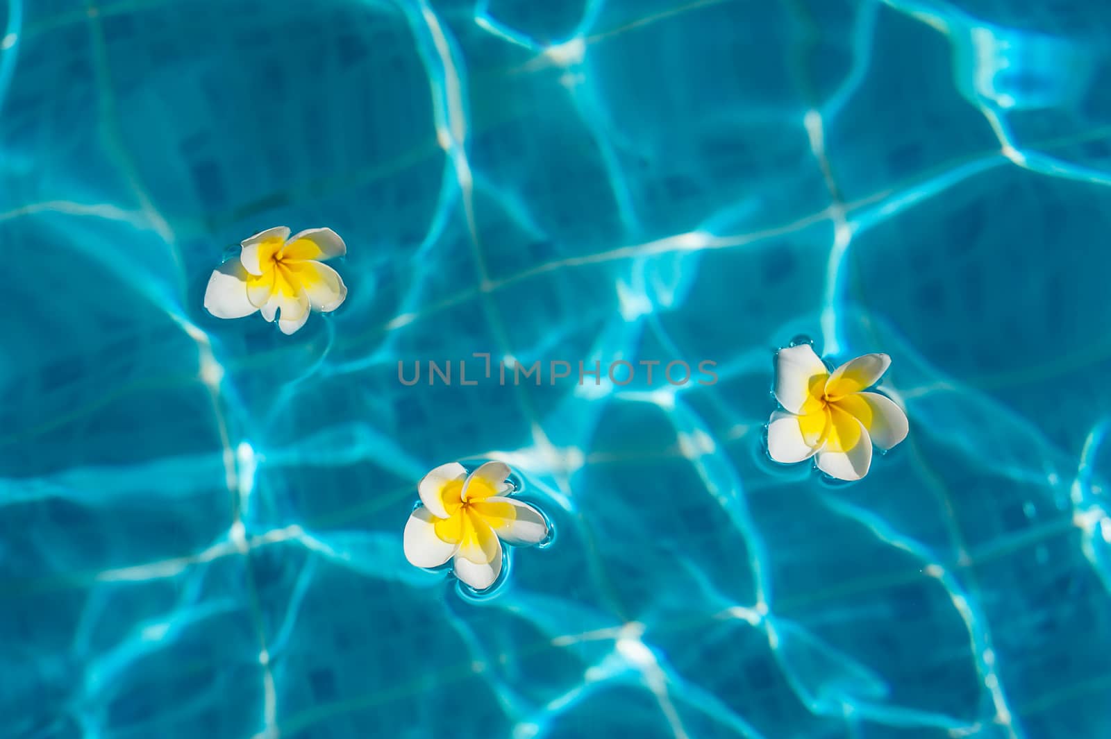 three flowers of bougainvillea in the blue pool