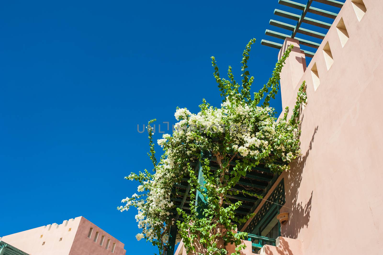 Bush of white flowers on the balcony of a building.