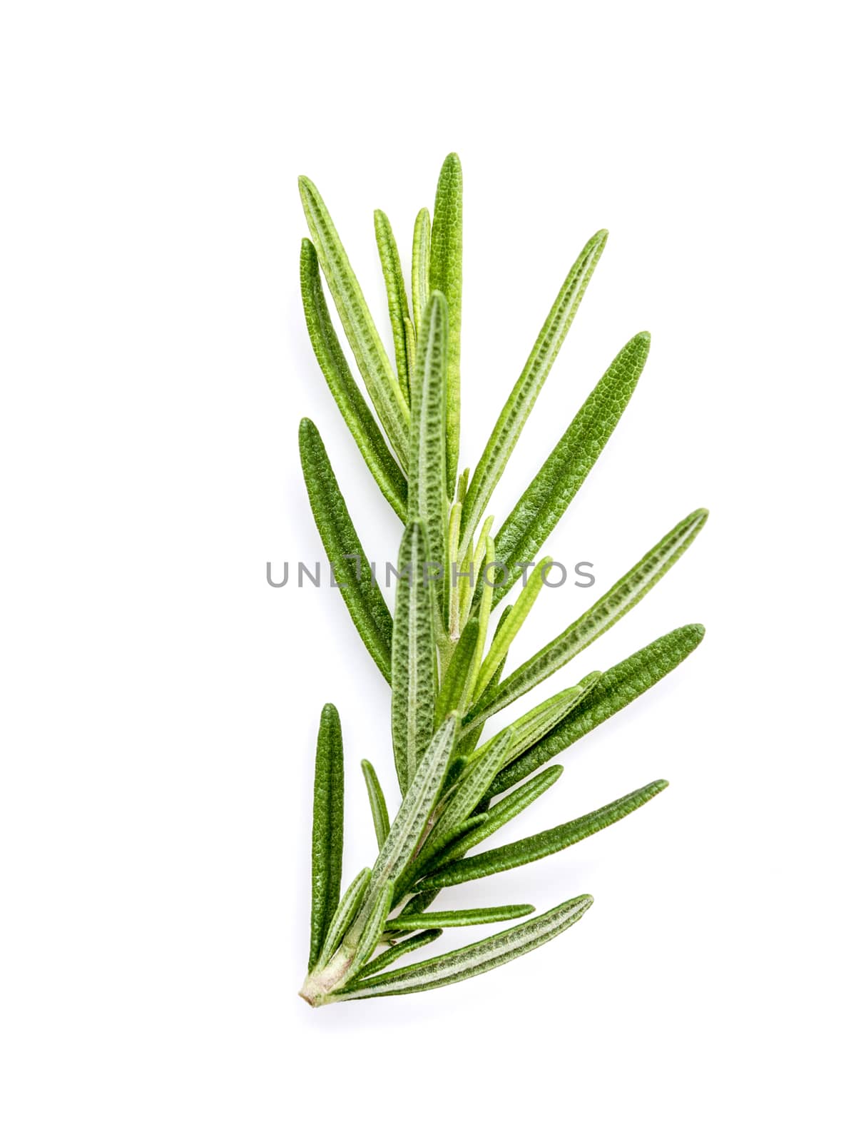 Branch of fresh rosemary  isolated on white background. by kerdkanno