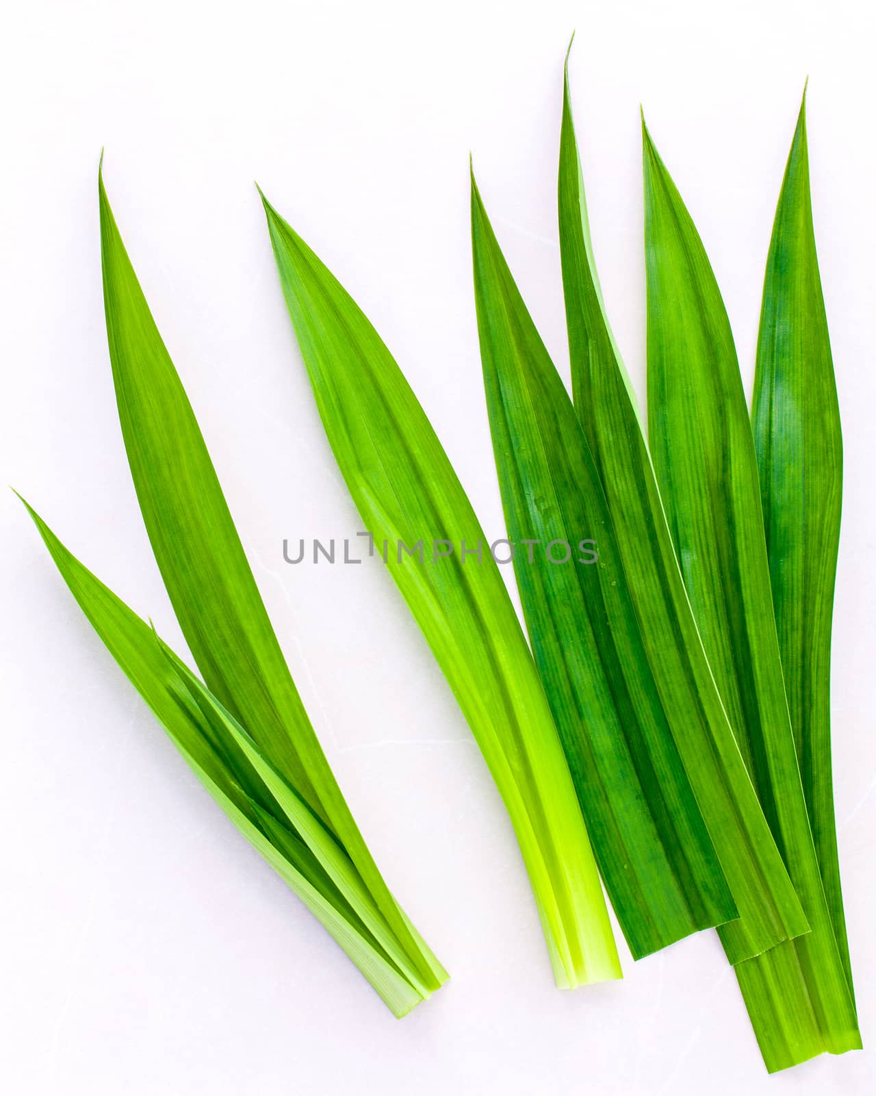 Pandan leaves 's herbal ingredient for dessert ,tea and aromatherapy. Sweet and earthy aroma .