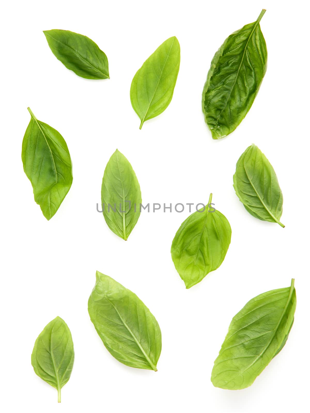 Fresh sweet basil leaves isolated on white background. Sweet basil leaves with top view .