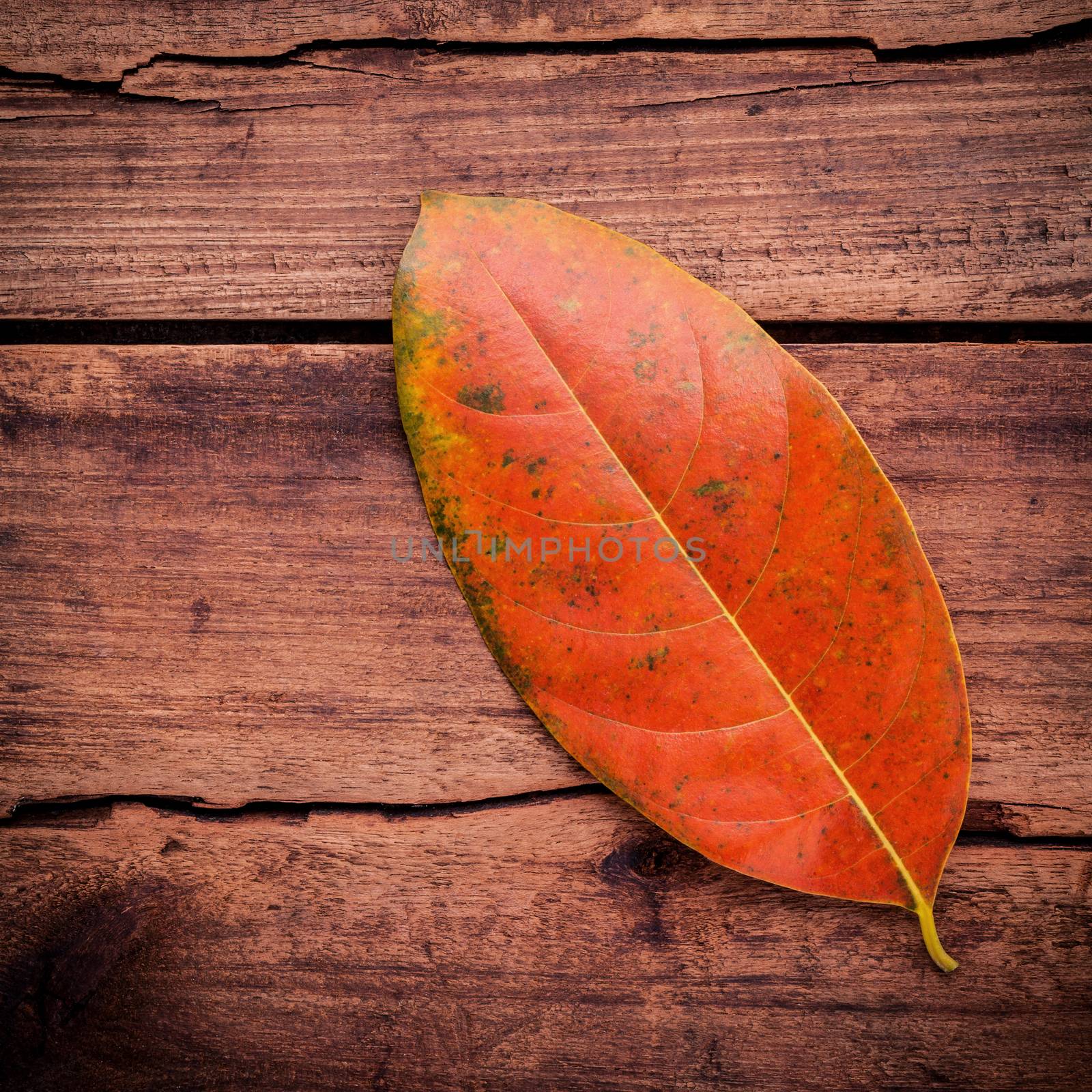 Autumn season and peaceful concepts. Orange leaves falling on rustic wooden background .