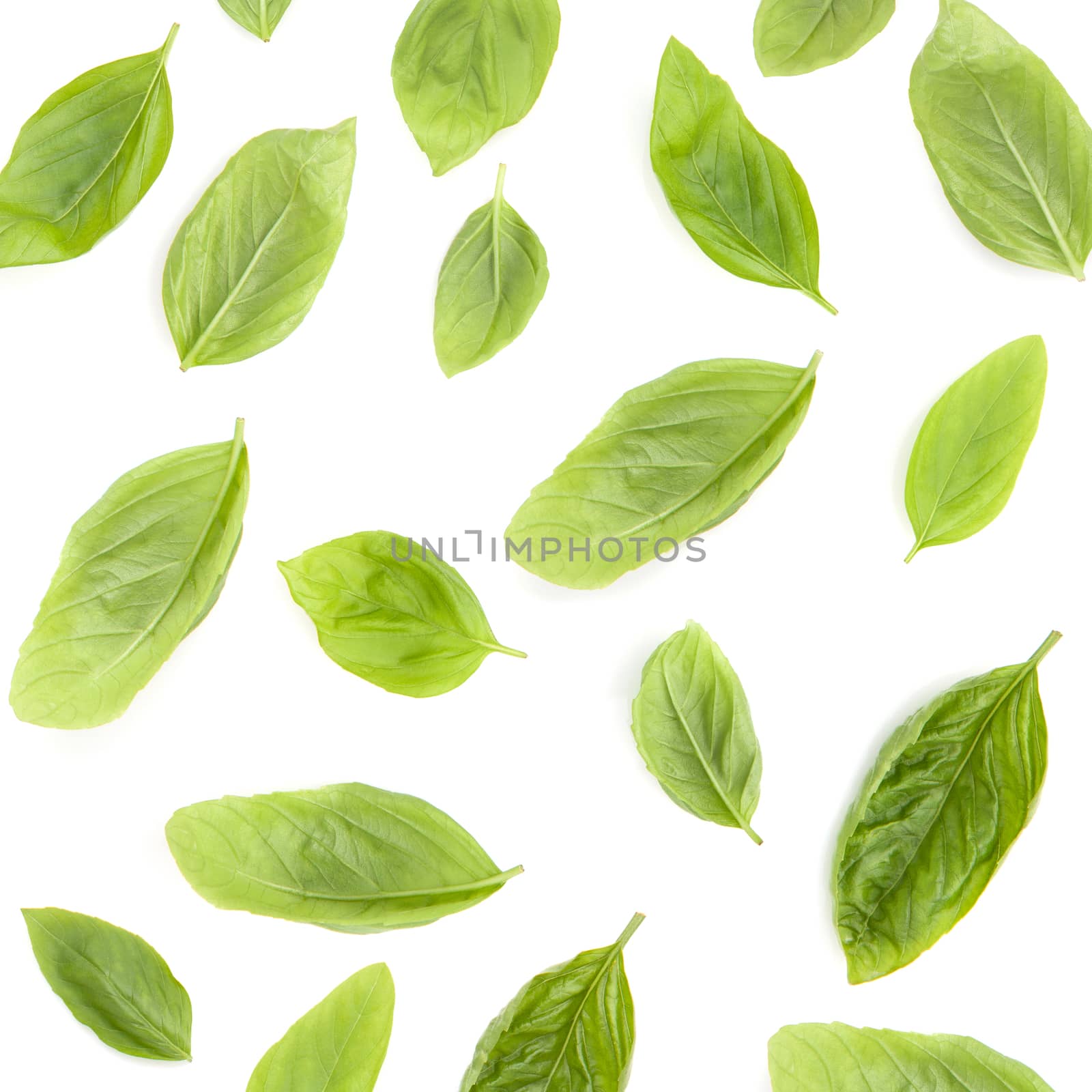 Fresh sweet basil leaves isolated on white background. Sweet bas by kerdkanno