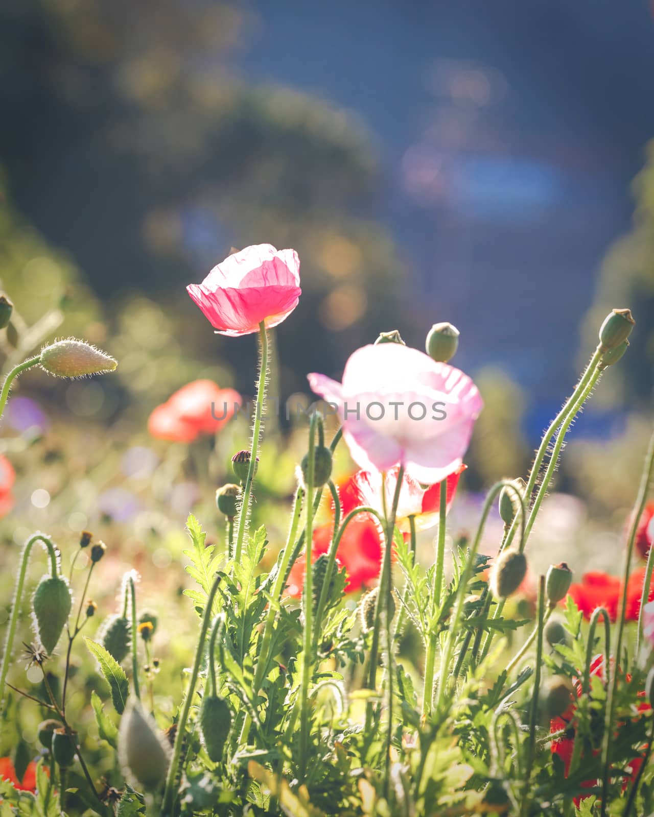 Soft focus vivid poppy on the field as symbol for Remembrance Day. Bright flower with soft focus of poppies on meadow. Blurred background with bokeh light effect.