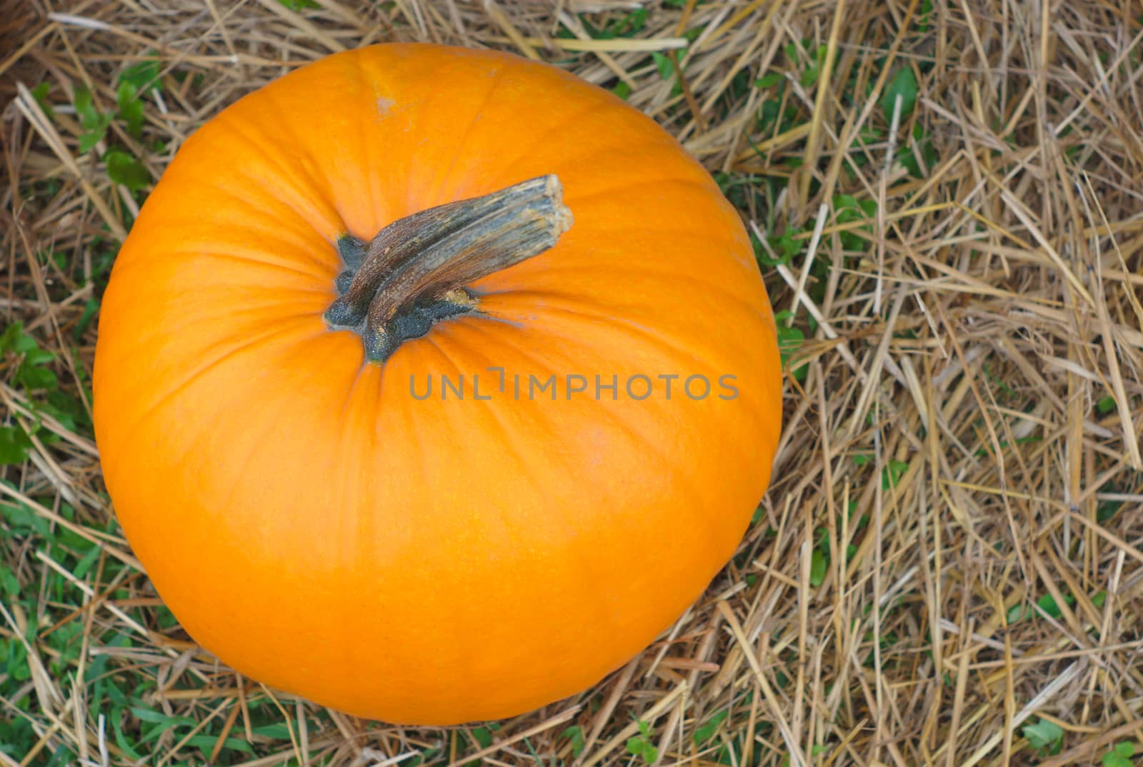 halloween pumpkin on straw top view by jacquesdurocher