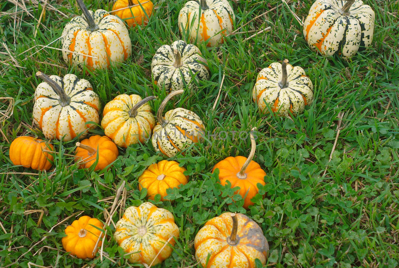 mini decorative pumpkins on grass for halloween or thanksgiving by jacquesdurocher