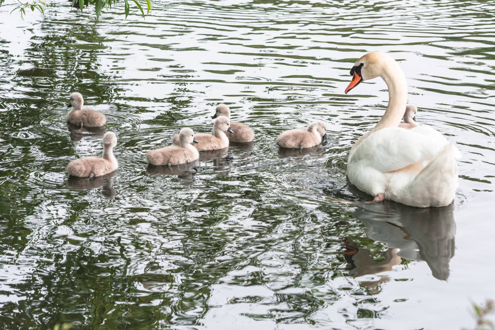 White swan with Cygnets           by JFsPic