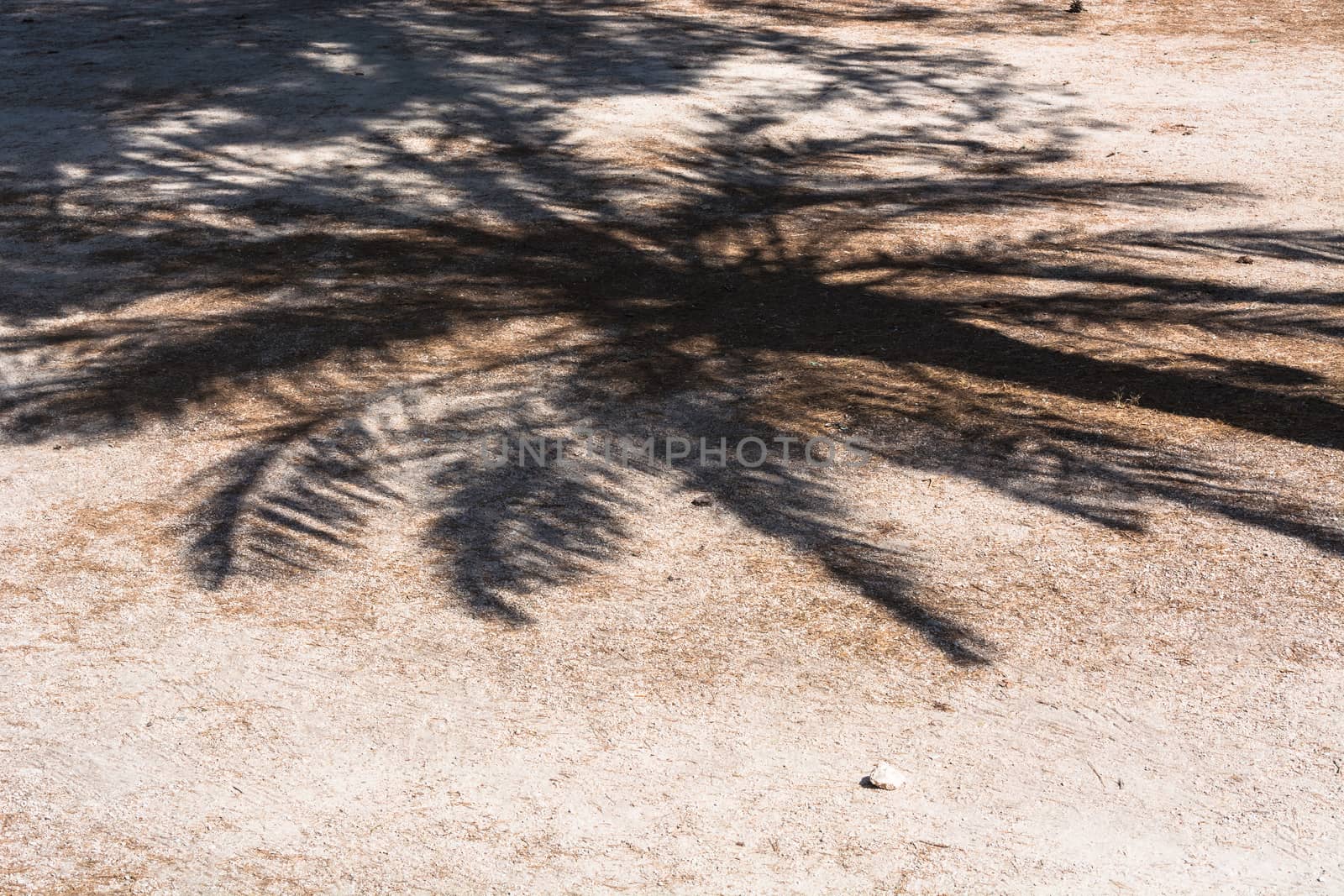 Palm shadow falls on a pathway covered with decorative stones.