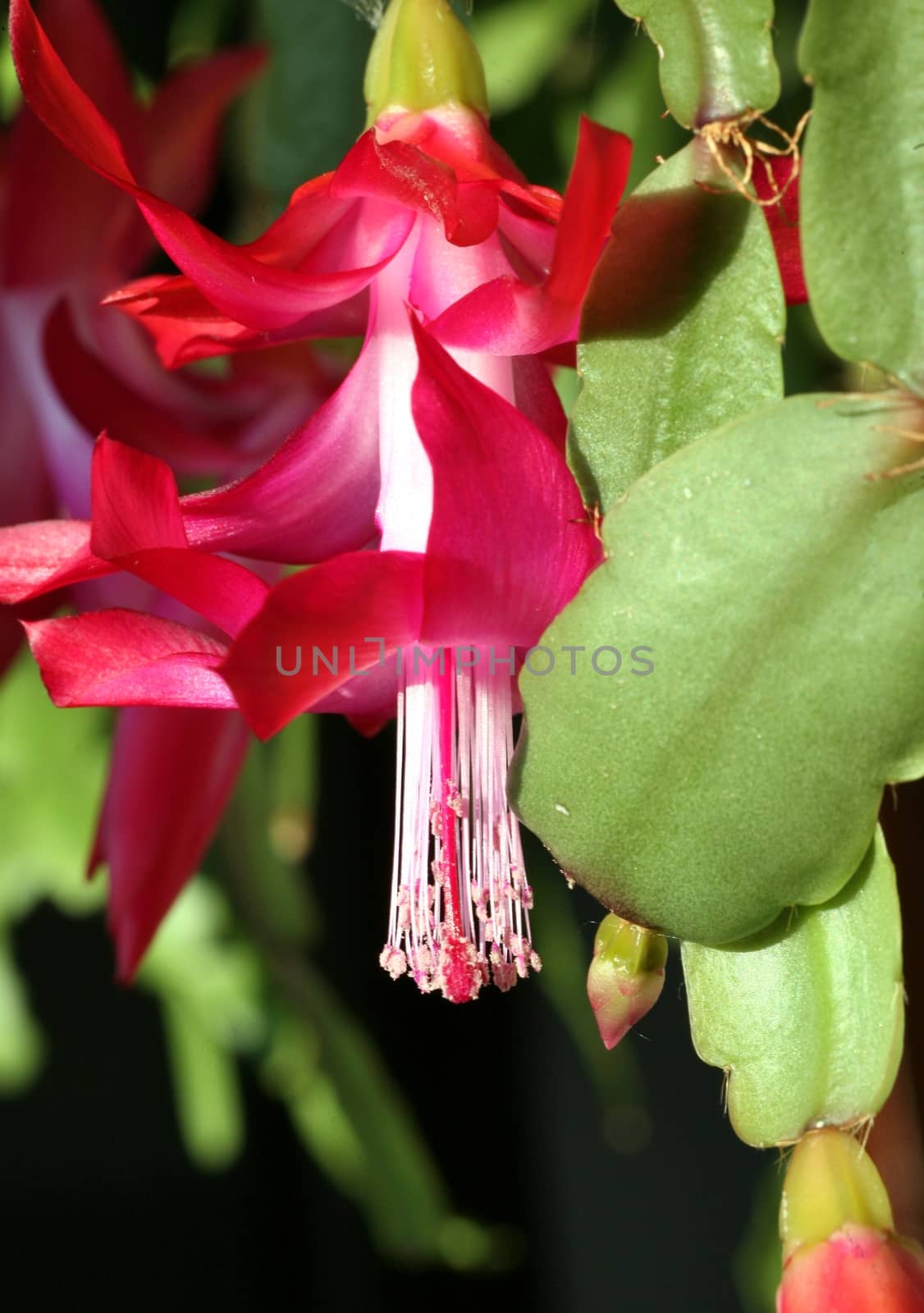 Buds of the Christmas Cactus flower in macro. Frame in big close up. by valerypetr