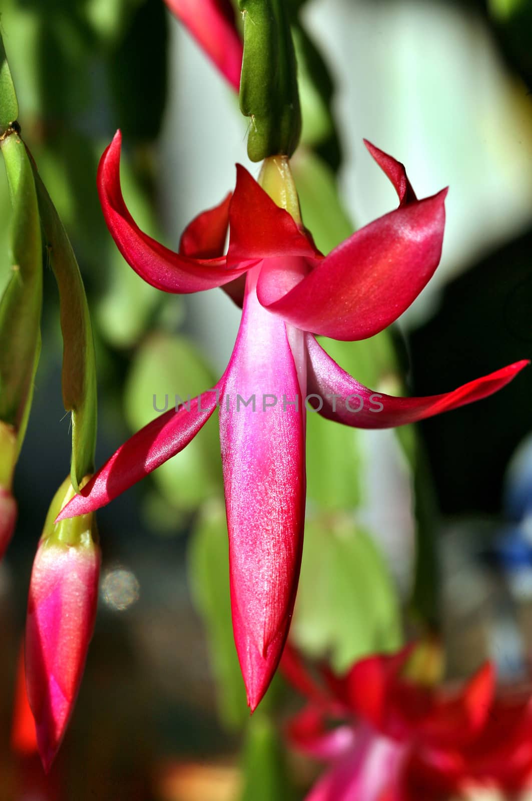 Buds of the Christmas Cactus flower in macro. Selected focus, small depth of field.