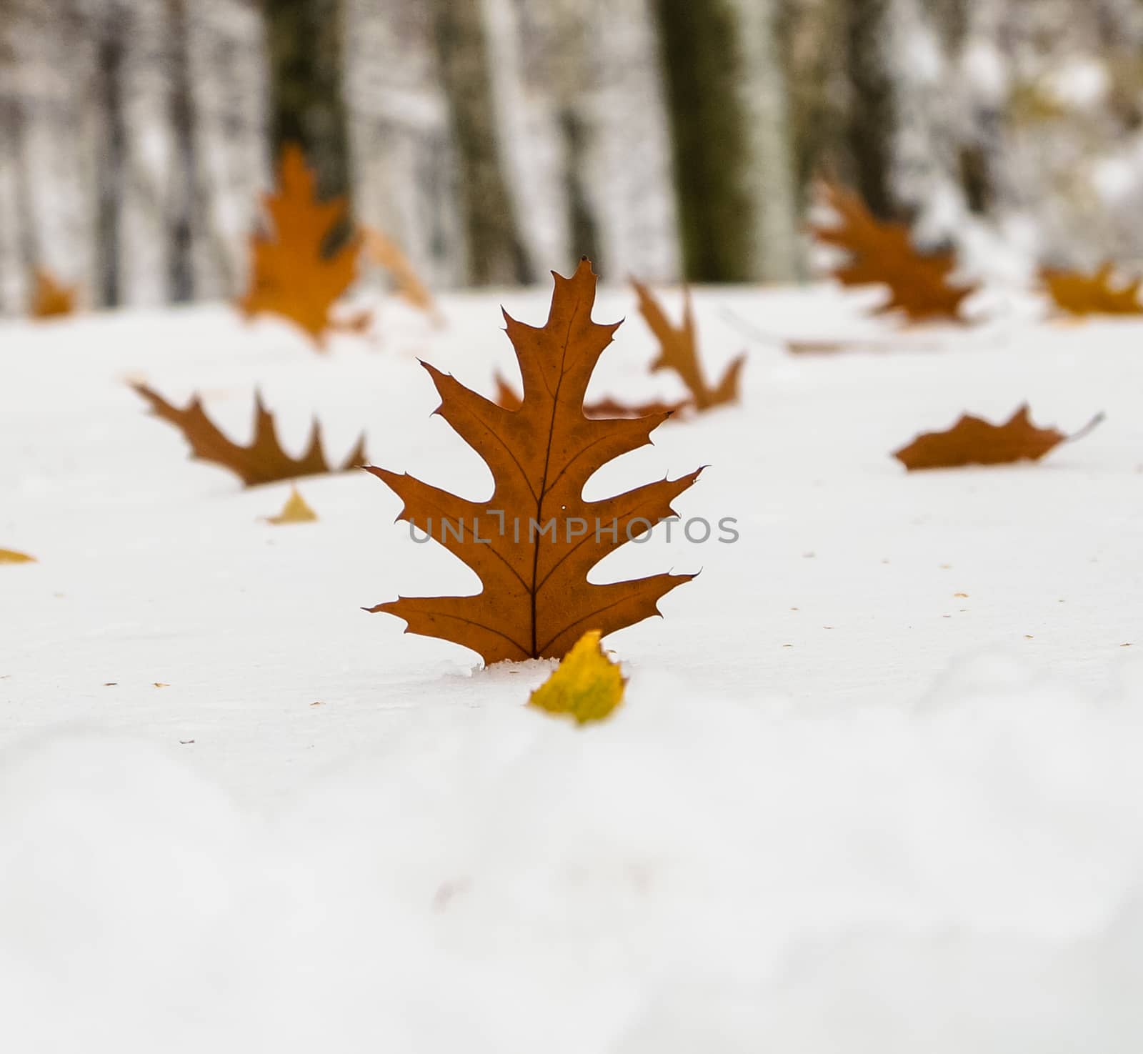 autumn leaves on a snow carpet in winter park by Oleczka11