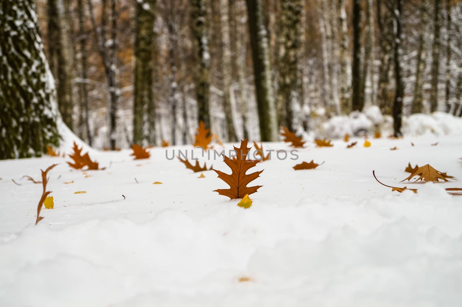 autumn leaves on a snow carpet in winter park by Oleczka11