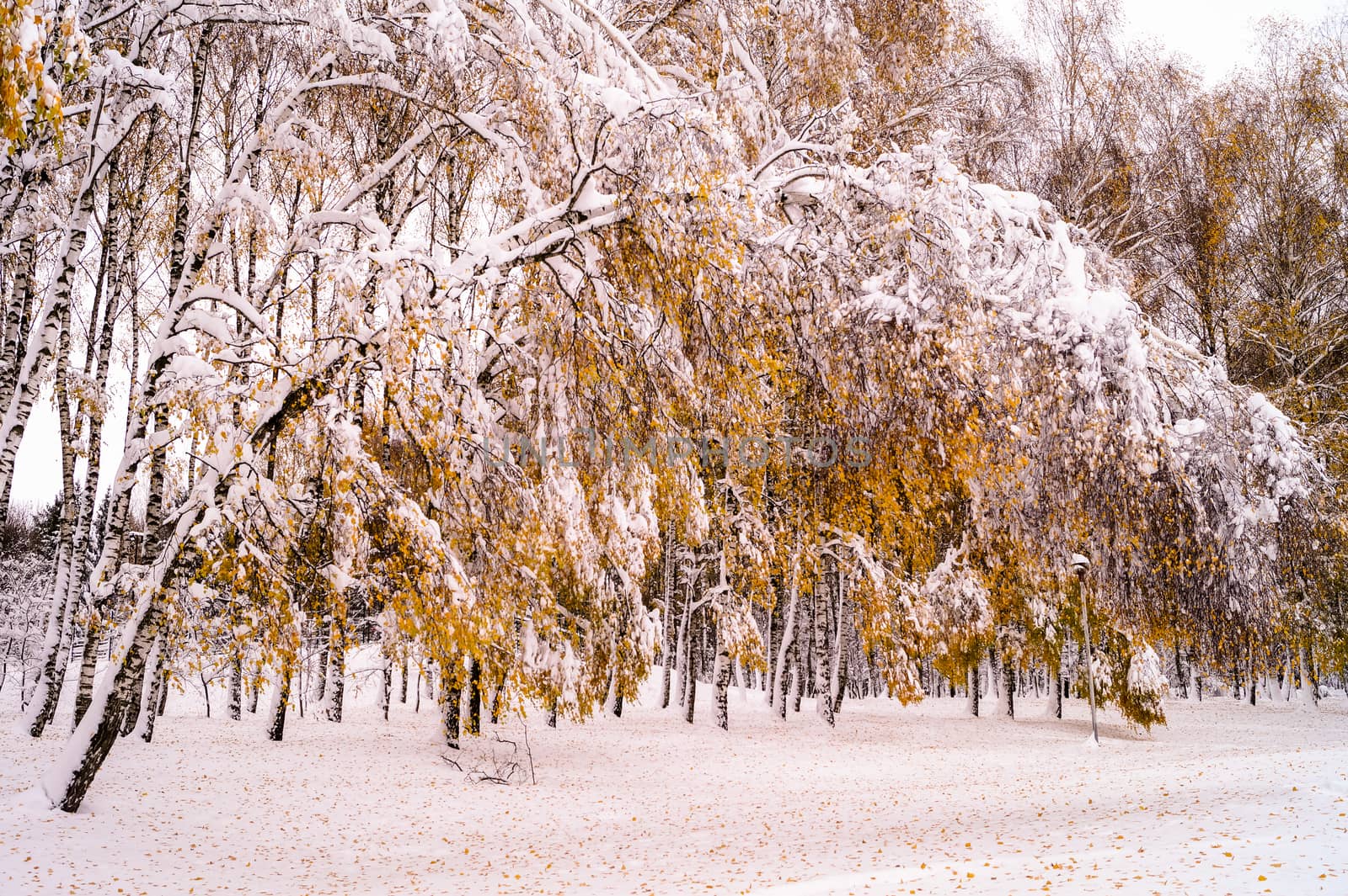 winter birch tilted arc under the weight of snow, force of nature by Oleczka11