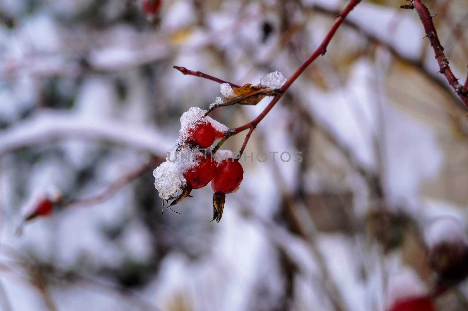 red berries of wild rose covered with snow