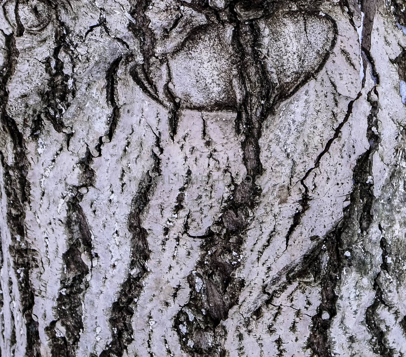 Background is tree bark