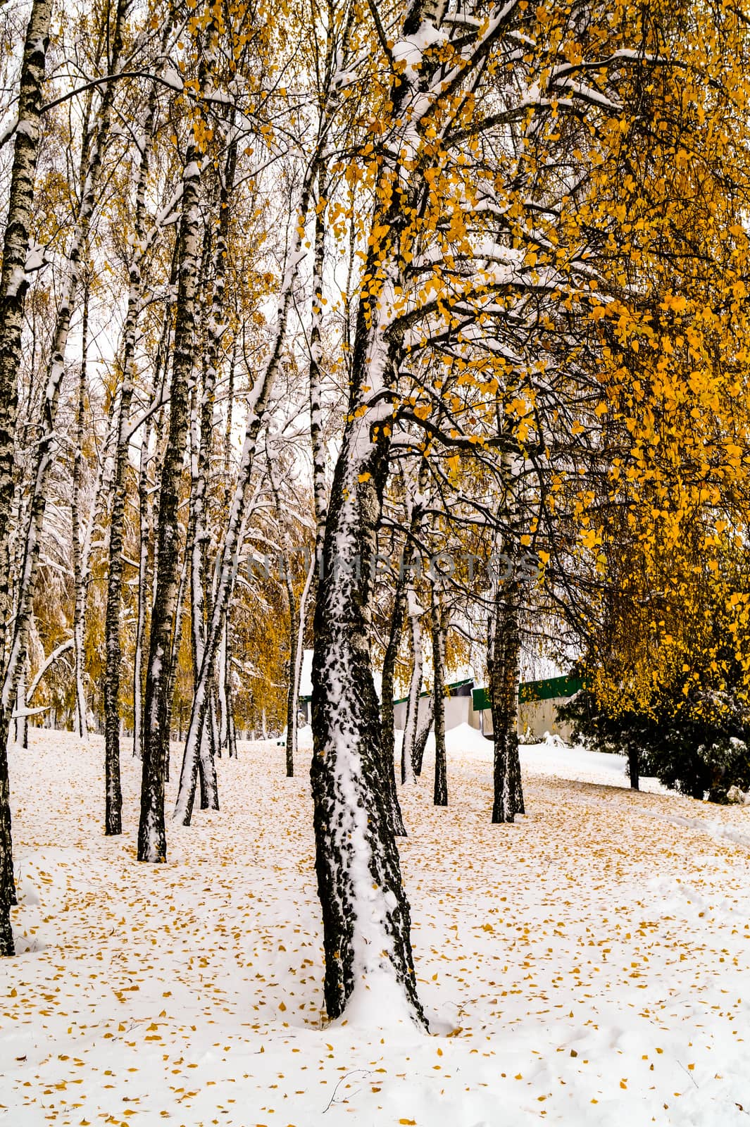 yellow birch covered with snow by Oleczka11