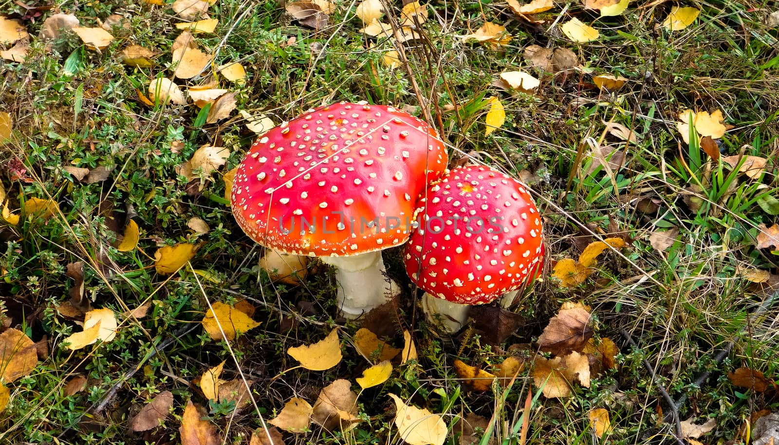find beautiful mushrooms hidden in the grass