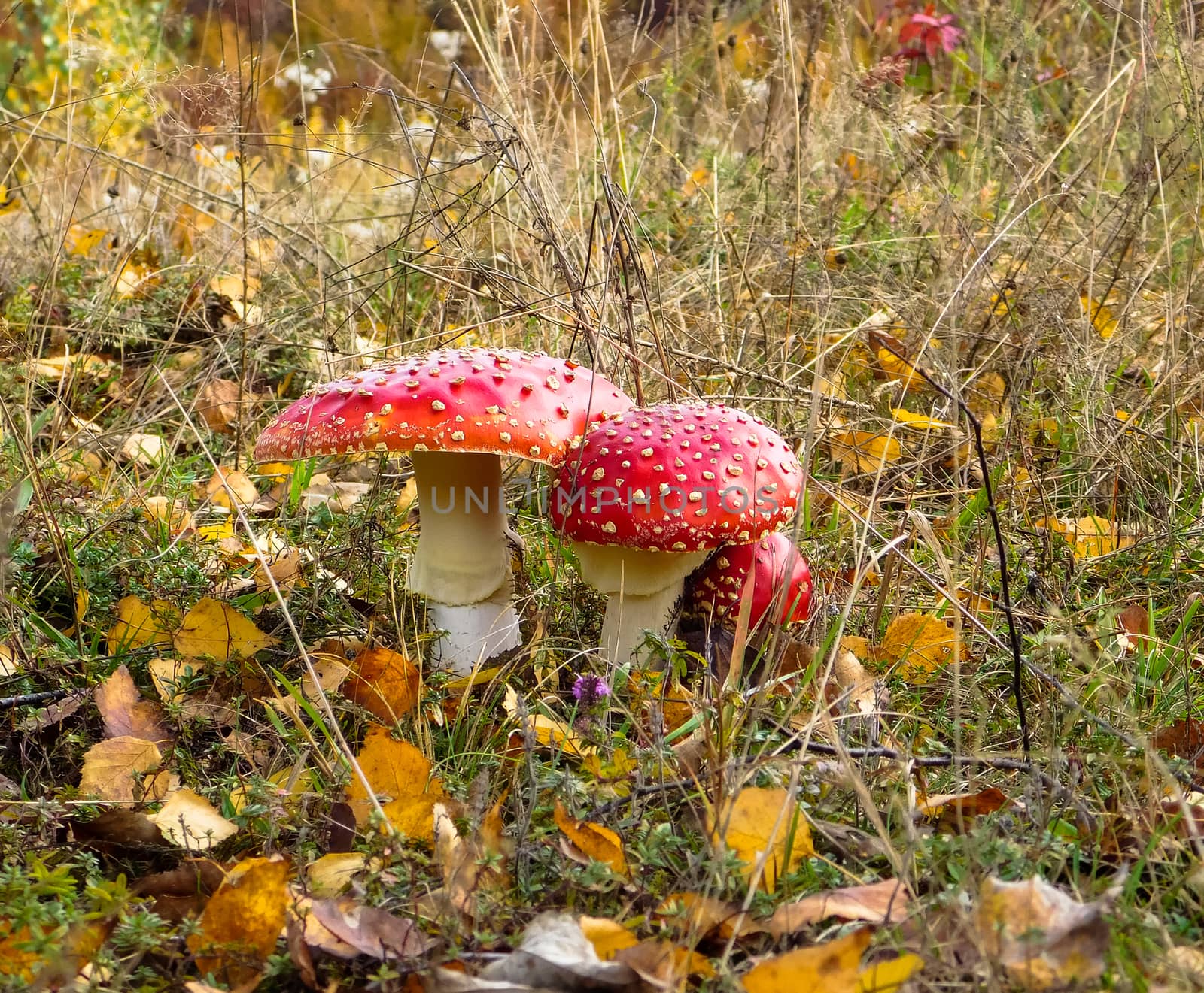 beautiful mushrooms hidden in the grass by Oleczka11