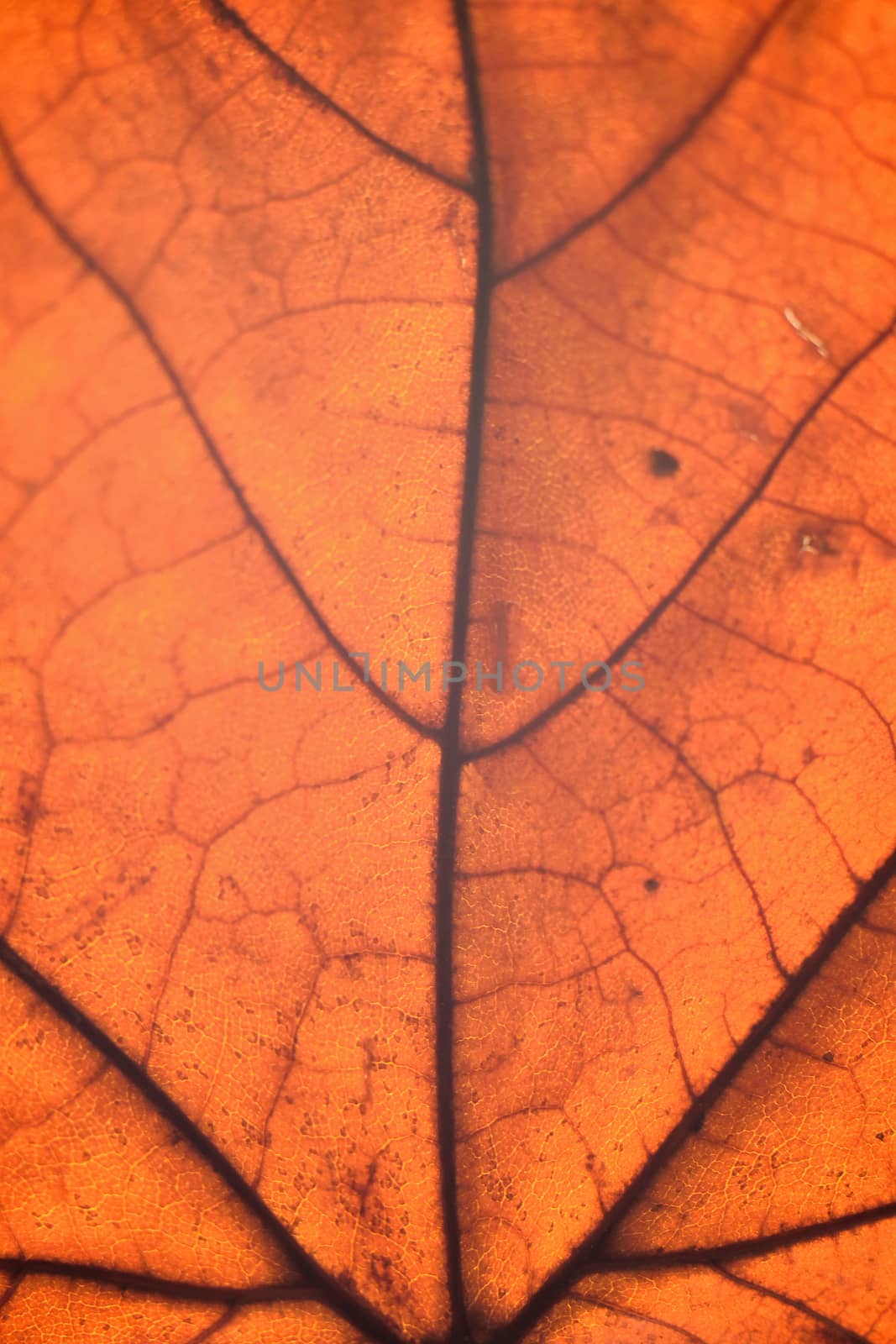 Macro texture of autumn maple leaf details in vertical frame