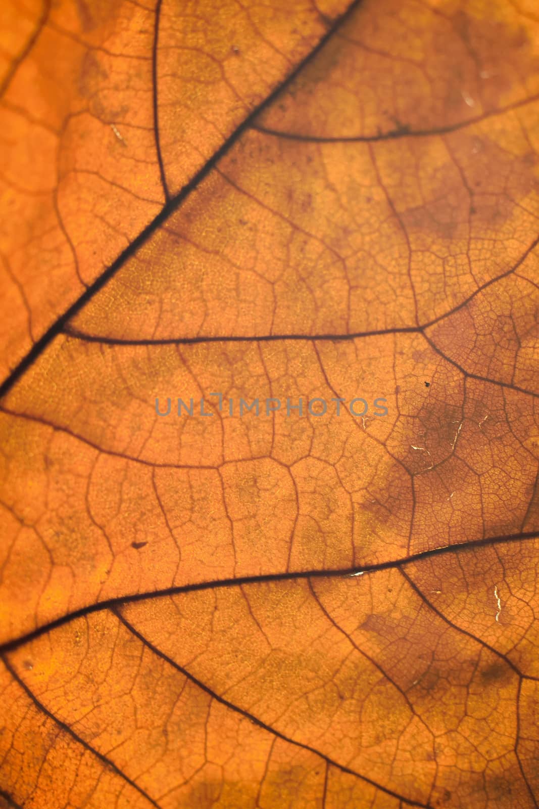 Macro texture of autumn maple leaf details in vertical frame